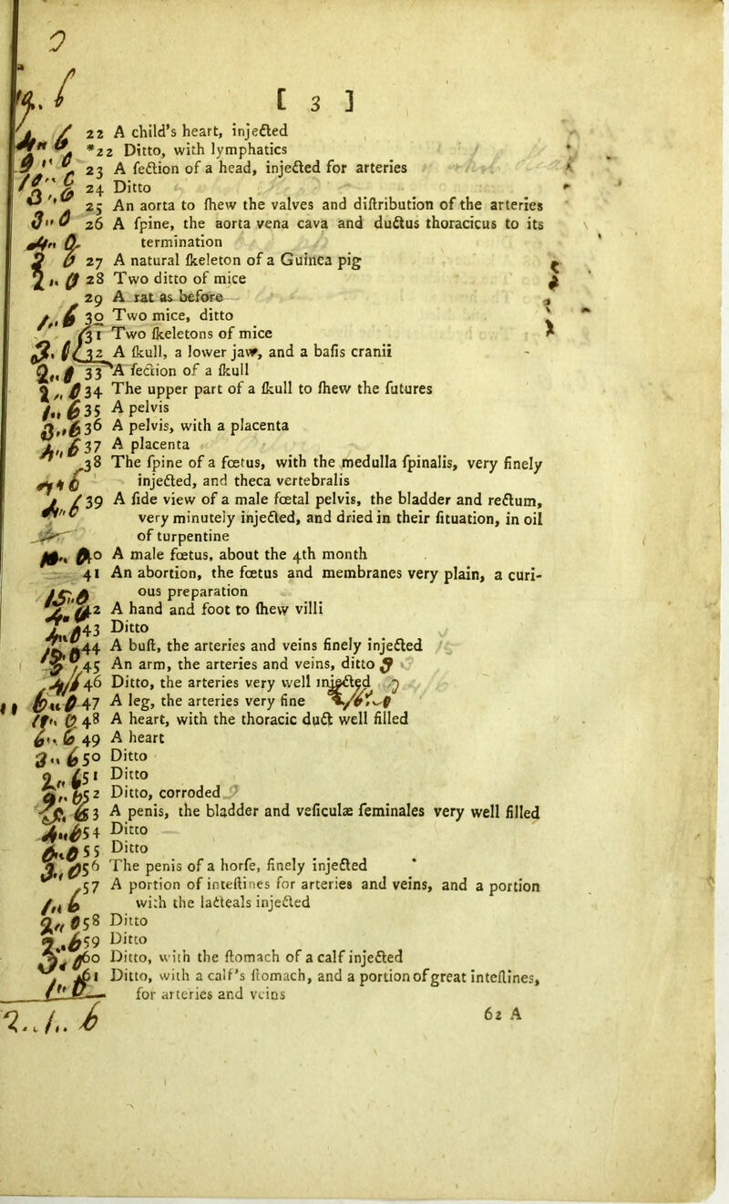 0 ( [ 3 ] 22 * A child’s heart, injefled 22 Ditto, with lymphatics 23 A feftion of a head, injefled for arteries 24 Ditto 25 An aorta to fhew the valves and diftribution of the arteries 26 A fpine, the aorta vena cava and duflus thoracicus to its termination 11 e 'a ,6 *4'' & . ^ 27 A natural Ikeleton of a Guinea pig 2 <« 0 28 Two ditto of mice 29 A rat as before /,>6 32 Two mice, ditto - f Two fkeletons of mice (?• 32 A Ikull, a lower jaw, and a balls cranii 033^^ feftion of a Ikull %„ 0 3\ The upper part of a Ikull to Ihew the futures /., 0 35 A pelvis h„&36 A pelvis, with a placenta A,, 6 37 A placenta * 38 The fpine of a foetus, with the medulla fpinalis, very finely injefled, and theca vertebralis / /39 A fide view of a male foetal pelvis, the bladder and reflum,  very minutely injefled, and dried in their fituation, in oil of turpentine 0,, fao A male foetus, about the 4th month 41 An abortion, the foetus and membranes very plain, a curi- jC'A ous preparation V %L2 A hand and foot to (hew villi jF*43 Ditto yT1Jl44 A bull, the arteries and veins finely injefled ^45 An arm, the arteries and veins, ditto ^ Jti0 46 Ditto, the arteries very well imefled fa* 0 47 A leg, the arteries very fine ^/cVv-f rr» e 48 a heart, with the thoracic duft well filled 0*., Cf 49 A heart Ditto Ditto Ditto, corroded A penis, the bladder and veficulae feminales very well filled Ditto Ditto The penis of a horfe, finely injefled 57 A portion of inteftines for arteries and veins, and a portion /'< » „ T- with the ladteals injefled Qt( 0c;8 Ditto Ditto flbo Ditto, with the ftomach of a calf injefled j *61 Ditto, with a calf’s ftomach, and a portion of great inteftines, /IkjE— for arteries and veins /,. i 61A ^5° 2>*5« ^•*$5 4 ^55 3.