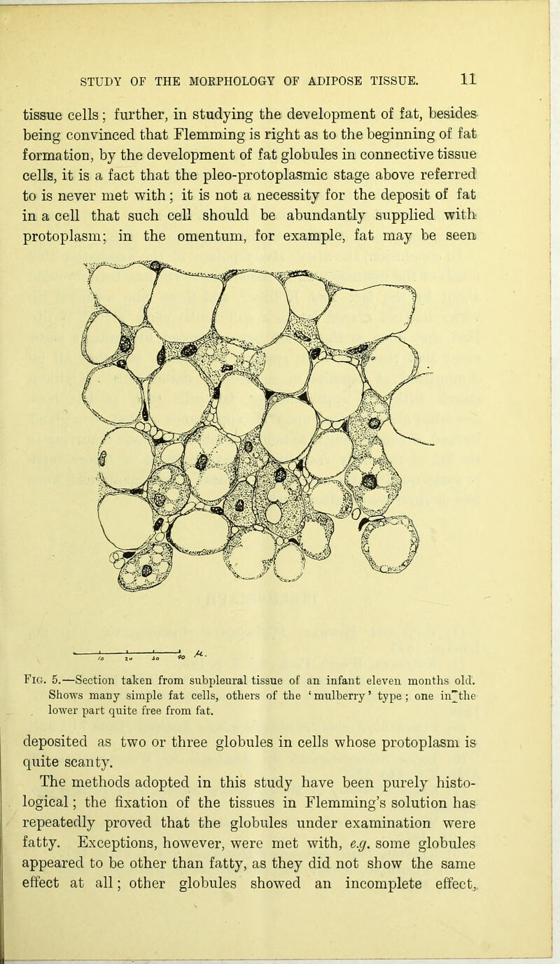 tissue cells; further, in studying the development of fat, besides being convinced that Flemming is right as to the beginning of fat formation, by the development of fat globules in connective tissue cells, it is a fact that the pleo-protoplasmic stage above referred to is never met with; it is not a necessity for the deposit of fat in a cell that such cell should be abundantly supplied with protoplasm; in the omentum, for example, fat may be seen “ % h h « *• Fig. 5.—Section taken from subpleural tissue of an infant eleven months old. Shows many simple fat cells, others of the ‘ mulberry ’ type ; one in~tlie lower part quite free from fat. deposited as two or three globules in cells whose protoplasm is quite scanty. The methods adopted in this study have been purely histo- logical ; the fixation of the tissues in Flemming’s solution has repeatedly proved that the globules under examination were fatty. Exceptions, however, were met with, e.g. some globules appeared to be other than fatty, as they did not show the same effect at all; other globules showed an incomplete effect,