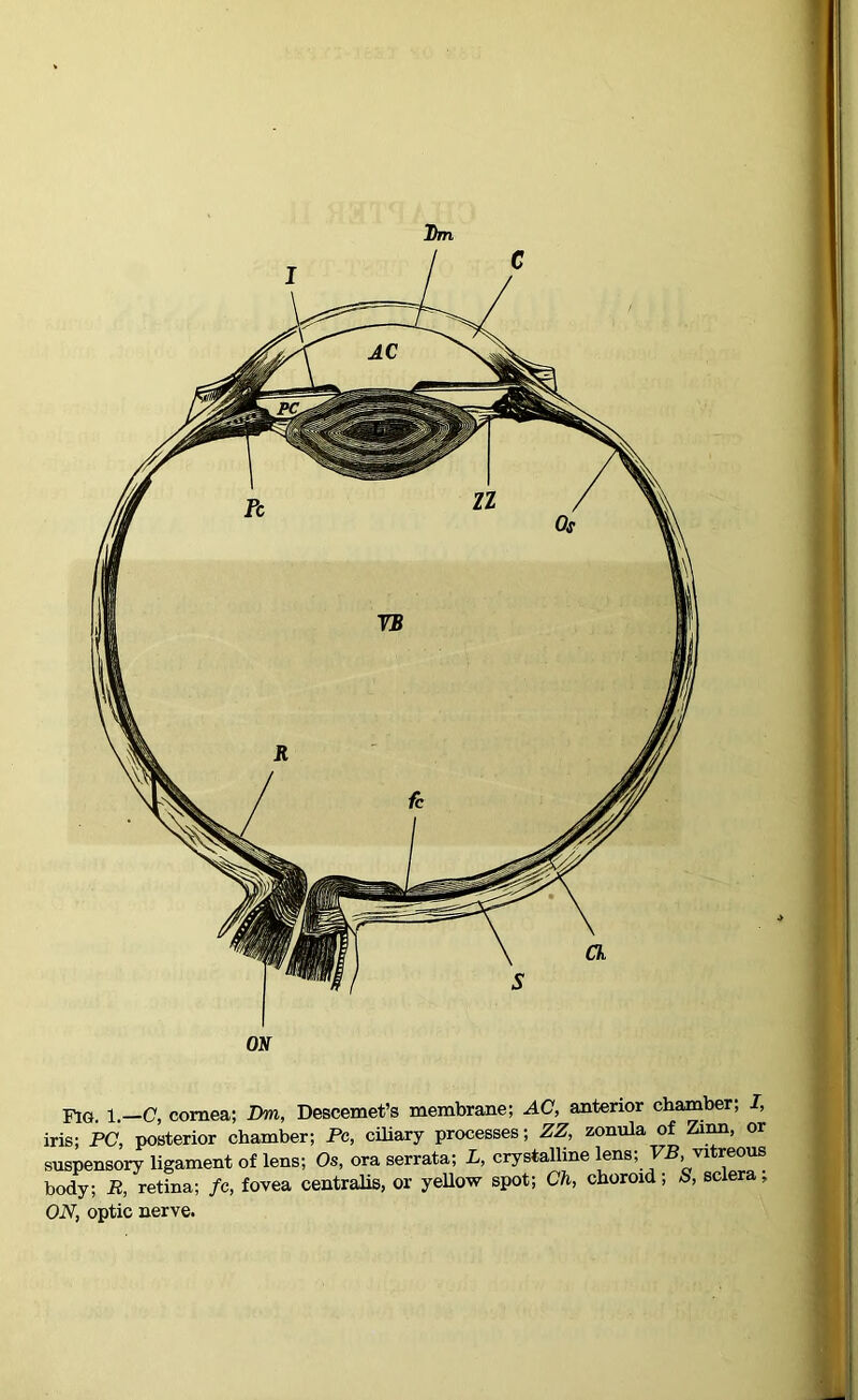 Dm Fkj. i —c, cornea; Dm, Descemet’s membrane; AC, anterior chamber; I, iris; PC, posterior chamber; Pc, ciliary processes; ZZ, zonula of Zinn, or suspensory ligament of lens; Os, ora serrata; L, crystalline lens; FB, vitreous body; R, retina; fc, fovea centralis, or yellow spot; Ch, choroid; S, sclera; ON, optic nerve.