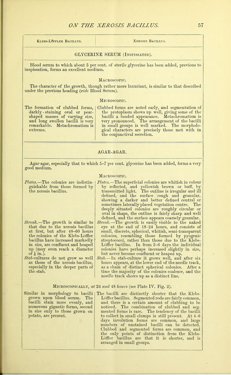 Klebs-LSffler Bacillus. Xerosis Bacillus. GLYCERINE SERUM (Inspissated). Blood serum to which about 5 per cent, of sterile glycerine has been added, previous to inspissation, forms an excellent medium. Macroscopic. The character of the growth, though rather more luxuriant, is similar to that described under the previous heading (vide Blood Serum). The formation of clubbed forms, darkly - staining oval or pear- shaped masses of varying size, and long swollen bacilli is very remarkable. Metachromatism is extreme. Microscopic. Clubbed forms are noted early, and segmentation of the protoplasm shows up well, giving some of the bacilli a beaded appearance. Metachromatism is very pronounced. The arrangement of the bacilli in small groups is well marked. The morpholo- gical characters are precisely those met with in the conjunctival secretion. AGAR-AGAR. Agar-agar, especially that to which 5-7 per cent, glycerine has been added, forms a very good medium. Plates.—The colonies are indistin- guishable from those formed by the xerosis bacillus. Macroscopic. Plates.—The superficial colonies are whitish in colour by reflected, and yellowish brown or bull', by transmitted light. The outline is irregular and ill defined, and the surface rough and granular, showing a darker and better defined central or Streak.—The growth is similar to that due to the xerosis bacillus at first, but after 48-60 hours the colonies of the Ivlebs-Lofller bacillus have increased markedly in size, are confluent and heaped up (may even reach a diameter of i in.). (S7a&-cultures do not grow so well as those of the xerosis bacillus, especially in the deeper parts of the stab. sometimes laterally placed vegetation centre. The deeply situated colonies are roughly circular or oval in shape, the outline is fairly sharp and well defined, and the surface appears coarsely granular. Streak.—The growth is easily visible to the naked eye at the end of 18-24 hours, and consists of small, discrete, spherical, whitish, semi-transparent colonies, resembling those formed by pyogenic streptococci, rather than those due to the Ivlebs- Loffler bacillus. In from 3-6 days the individual colonies have perhaps increased slightly in size, but never become confluent or heaped up. Stab.—In stab-culture it grows well, and after six hours appears, at the lower end of the needle track, as a chain of distinct spherical colonies. After a time the majority of the colonies coalesce, and the needle track shows up as a distinct line. Microscopically, at 24 and 48 hours (see Plate IV. Fig. 2). Similar in morphology to bacilli grown upon blood serum. The bacilli stain more evenly, and numerous gigantic forms, second in size only to those grown on potato, are present. The bacilli are distinctly shorter that the Ivlebs- Lofller bacillus. Segmented rods are fairly common, and there is a certain amount of clubbing to be noticed. The combination of clubbed and seg- mented forms is rare. The tendency of the bacilli to collect in small clumps is still present. At 4-6 days involution forms are common, and large numbers of unstained bacilli can be detected. Clubbed and segmented forms are common, and the only points of distinction from the Ivlebs- Lofller bacillus are that it is shorter, and is arranged in small groups.