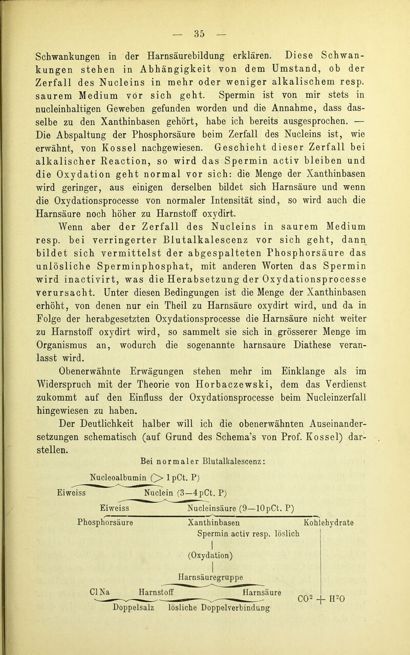 Schwankungen in der Harnsäurebildung erklären. Diese Schwan- kungen stehen in Abhängigkeit von dem Umstand, ob der Zerfall des Nucleins in mehr oder weniger alkalischem resp. saurem Medium vor sich geht. Spermin ist von mir stets in nucleinhaltigen Geweben gefunden worden und die Annahme, dass das- selbe zu den Xanthinbasen gehört, habe ich bereits ausgesprochen. — Die Abspaltung der Phosphorsäure beim Zerfall des Nucleins ist, wie erwähnt, von Kossel nachgewiesen. Geschieht dieser Zerfall bei alkalischer Reaction, so wird das Spermin activ bleiben und die Oxydation geht normal vor sich: die Menge der Xanthinbasen wird geringer, aus einigen derselben bildet sich Harnsäure und wenn die Oxydationsprocesse von normaler Intensität sind, so wird auch die Harnsäure noch höher zu Harnstoff oxydirt. Wenn aber der Zerfall des Nucleins in saurem Medium resp. bei verringerter Blutalkalescenz vor sich geht, dann bildet sich vermittelst der abgespalteten Phosphorsäure das unlösliche Sperminphosphat, mit anderen Worten das Spermin wird inactivirt, was die Herabsetzung der Oxydationsprocesse verursacht. Unter diesen Bedingungen ist die Menge der Xanthinbasen erhöht, von denen nur ein Theil zu Harnsäure oxydirt wird, und da in Folge der herabgesetzten Oxydationsprocesse die Harnsäure nicht weiter zu Harnstoff oxydirt wird, so sammelt sie sich in grösserer Menge im Organismus an, wodurch die sogenannte harnsaure Diathese veran- lasst wird. Obenerwähnte Erwäguugen stehen mehr im Einklänge als im Widerspruch mit der Theorie von Horbaczewski, dem das Verdienst zukommt auf den Einfluss der Oxydationsprocesse beim Nucleinzerfall hingewiesen zu haben. Der Deutlichkeit halber will ich die obenerwähnten Auseinander- setzungen schematisch (auf Grund des Schema’s von Prof. Kossel) dar- stellen. Bei normaler Blutalkalescenz: Nucleoalbumin lpCt. P) Eiweiss Nuclein (3—4pCt. P) Eiweiss Nucleinsäure (9—lOpCt. P) Phosphorsäure Xanthinbasen Kohlehydrate Spermin activ resp. löslich (Oxydation) Harnsäuregruppe CI Na Harnstoff Harnsäure CO2 -T- H20 Doppelsalz lösliche DoppelverbinduDg