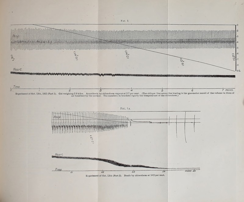 Fir. I Bxperiment of Oct. 13th, 1903 (Part 1). Cat weighing 2 9 kilos. Anaesthesia by chloroform vapour at 2 7 per cent. (The oblique line across the tracing is the gasometer record of the volume in litres of air breathed by the animal. The numbers in brackets signify the temperature of the chloroform.) FlC. lA. He&rC, Time. Experiment of Oct. 13th (Part 2), Death by chloroform at 14'2 per cent, | mins £ii