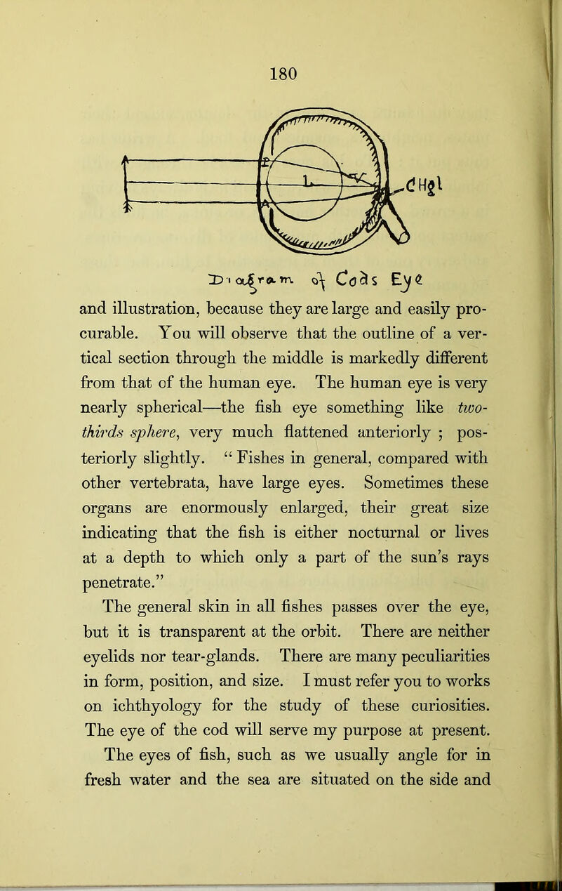 curable. You will observe that the outline of a ver- tical section through the middle is markedly different from that of the human eye. The human eye is very nearly spherical—the fish eye something like two- thirds sphere, very much flattened anteriorly ; pos- teriorly slightly. “ Fishes in general, compared with other vertebrata, have large eyes. Sometimes these organs are enormously enlarged, their great size indicating that the fish is either nocturnal or lives at a depth to which only a part of the sun’s rays penetrate.” The general skin in all fishes passes over the eye, but it is transparent at the orbit. There are neither eyelids nor tear-glands. There are many peculiarities in form, position, and size. I must refer you to works on ichthyology for the study of these curiosities. The eye of the cod will serve my purpose at present. The eyes of fish, such as we usually angle for in fresh water and the sea are situated on the side and