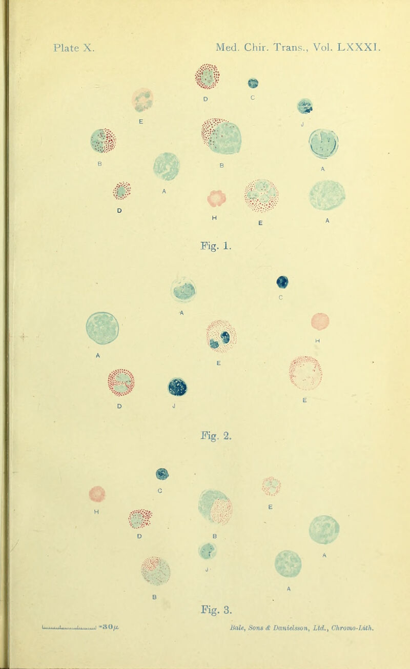 Fig. 3. j -30/a Male, Sons <C Danidsson, Lid., Chromo-IAth,