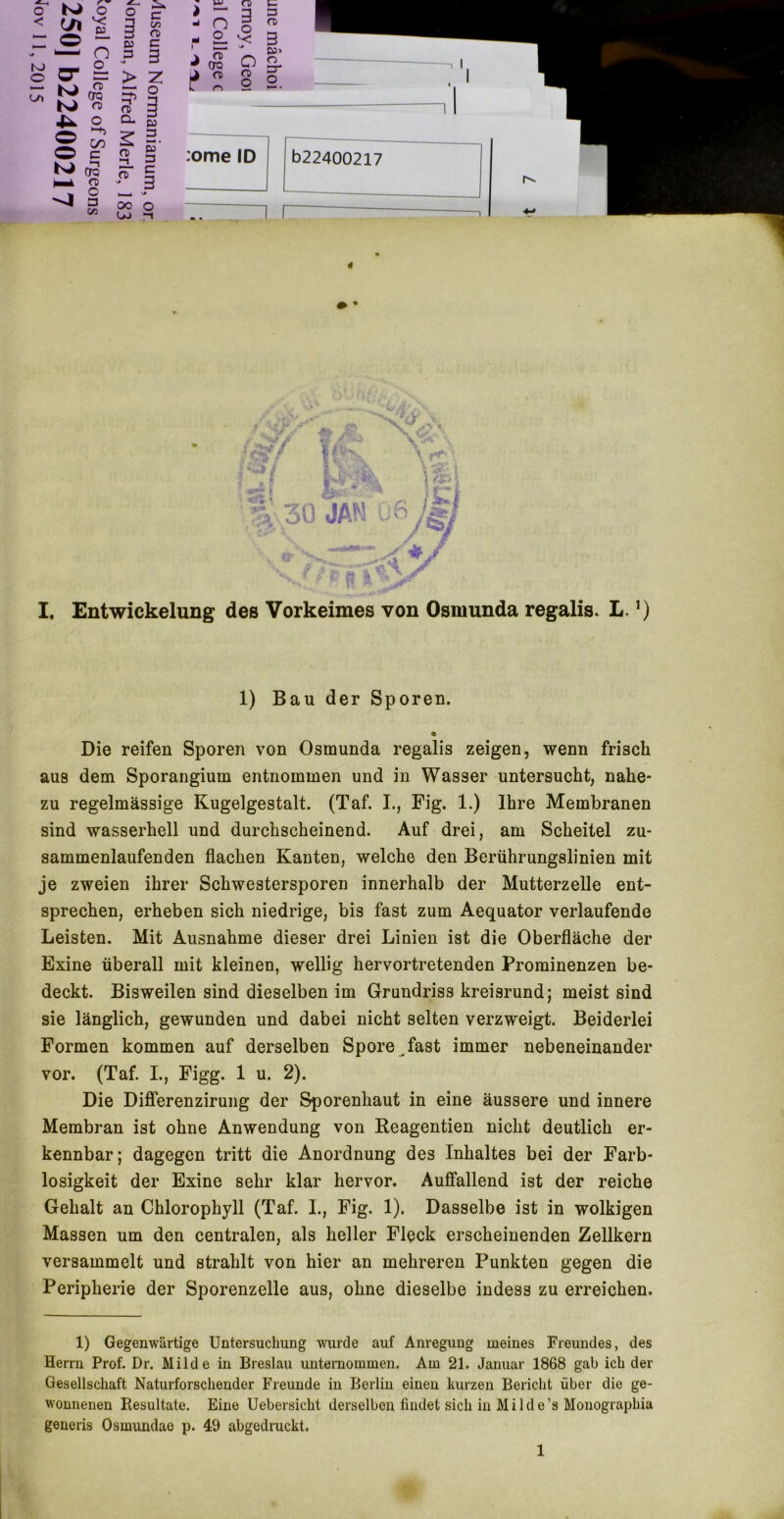 o < K) O LTt b Sö er = tsi O) O O -h _ C/5 c CO 3 ft) CL 2 ^ ^ fD K>cg S- f^ , c « c t/3 fD c 3 Z o CO 3 5” 3 3 3 s« O ■k ^ > “ 3 ^ C? o ,-2-^3 ■> (S O |! e s i: 3 ft) :ome ID Ö22400217 1 1 I. Entwickelung des Vorkeimes von Osmunda regalis^ L. 1) Bau der Sporen. Die reifen Sporen von Osmunda regalis zeigen, wenn frisch aus dem Sporangium entnommen und in Wasser untersucht, nahe- zu regelmässige Kugelgestalt. (Taf. I., Fig. 1,) Ihre Membranen sind wasserhell und durchscheinend. Auf drei, am Scheitel zu- sammenlaufenden flachen Kanten, welche den Berührungslinien mit je zweien ihrer Schwestersporen innerhalb der Mutterzelle ent- sprechen, erheben sich niedrige, bis fast zum Aequator verlaufende Leisten. Mit Ausnahme dieser drei Linien ist die Oberfläche der Exine überall mit kleinen, wellig hervortretenden Prominenzen be- deckt. Bisweilen sind dieselben im Grundriss kreisrund; meist sind sie länglich, gewunden und dabei nicht selten verzweigt. Beiderlei Formen kommen auf derselben Spore ^fast immer nebeneinander vor. (Taf. L, Figg. 1 u. 2). Die Differenzirung der Sporenhaut in eine äussere und innere Membran ist ohne Anwendung von Reagentien nicht deutlich er- kennbar; dagegen tritt die Anordnung des Inhaltes bei der Farb- losigkeit der Exine sehr klar hervor. Auffallend ist der reiche Gehalt an Chlorophyll (Taf. L, Fig. 1). Dasselbe ist in wolkigen Massen um den centralen, als heller Fleck erscheinenden Zellkern versammelt und strahlt von hier an mehreren Punkten gegen die Peripherie der Sporenzelle aus, ohne dieselbe indess zu erreichen. 1) Gegenwärtige Untersuchung wurde auf Anregung meines Freundes, des Herrn Prof. Dr. Milde in Breslau unternommen. Am 21. Januar 1868 gab ich der Gesellschaft Naturforschender Freunde in Berlin einen kurzen Bericht über die ge- wonnenen Resultate. Eine Uebersicht derselben findet sich in Milde’s Mouographia generis Osmundae p. 49 abgedruckt.