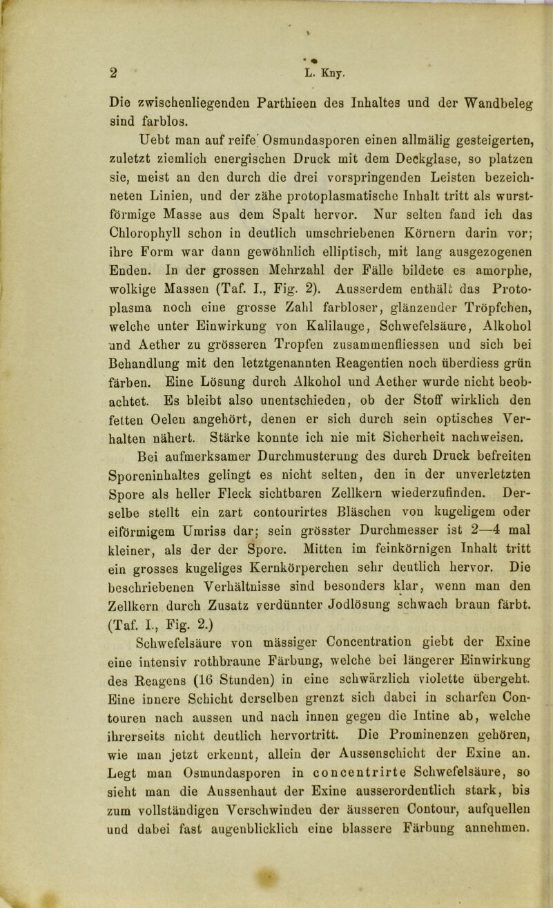 r I Die zwischenliegenden Parthieen des Inhaltes und der Wandbeleg sind farblos. Uebt man auf reife’ Osmundasporen einen allmälig gesteigerten, zuletzt ziemlich energischen Druck mit dem Deckglase, so platzen sie, meist an den durch die drei vorspringenden Leisten bezeich- neten Linien, und der zähe protoplasmatische Inhalt tritt als wurst- förmige Masse aus dem Spalt hervor. Nur selten fand ich das Chlorophyll schon in deutlich umschriebenen Körnern darin vor; ihre Form war dann gewöhnlich elliptisch, mit lang ausgezogenen Enden. In der grossen Mehrzahl der Fälle bildete es amorphe, wolkige Massen (Taf. L, Fig. 2). Ausserdem enthält das Proto- plasma noch eine grosse Zahl farbloser, glänzender Tröpfchen, welche unter Einwirkung von Kalilauge, Schwefelsäure, Alkohol und Aether zu grösseren Tropfen zusammenfliessen und sich bei Behandlung mit den letztgenannten Reagentien noch überdiess grün färben. Eine Lösung durch Alkohol und Aether wurde nicht beob- achtet. Es bleibt also unentschieden, ob der Stoff wirklich den fetten Oelen angehört, denen er sich durch sein optisches Ver- halten nähert. Stärke konnte ich nie mit Sicherheit nachweisen. Bei aufmerksamer Durchmusterung des durch Druck befreiten Sporeninhaltes gelingt es nicht selten, den in der unverletzten Spore als heller Fleck sichtbaren Zellkern wiederzufinden. Der- selbe stellt ein zart contourirtes Bläschen von kugeligem oder eiförmigem Umriss dar; sein grösster Durchmesser ist 2—4 mal kleiner, als der der Spore. Mitten im feinkörnigen Inhalt tritt ein grosses kugeliges Kernkörperchen sehr deutlich hervor. Die beschriebenen Verhältnisse sind besonders klar, wenn man den Zellkern durch Zusatz verdünnter Jodlösung schwach braun färbt. (Taf. L, Fig. 2.) Schwefelsäure von mässiger Concentration giebt der Exine eine intensiv rothbraune Färbung, welche bei längerer Einwirkung des Reagens (16 Stunden) in eine schwärzlich violette übergeht. Eine innere Schicht derselben grenzt sich dabei in scharfen Con- touren nach aussen und nach innen gegen die Intine ab, welche ihrerseits nicht deutlich hervortritt. Die Prominenzen gehören, wie man jetzt erkennt, allein der Aussenschicht der Exine an. Legt man Osmundasporen in concentrirte Schwefelsäure, so sieht man die Aussenhaut der Exine ausserordentlich stark, bis zum vollständigen Verschwinden der äusseren Contour, aufquellen und dabei fast augenblicklich eine blässere Färbung annehmen.