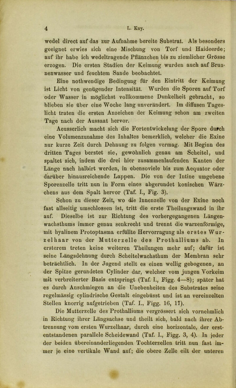 Wedel direct auf das zur Aufnahme bereite Substrat. Als besonders geeignet erwies sich eine Mischung von Torf und Haideerde; auf ihr habe ich wedeltragende Pflänzchen bis zu ziemlicher Grösse erzogen. Die ersten Stadien der Keimung wurden auch auf Brun- nenwasser und feuchtem Sande beobachtet. Eine nothwendige Bedingung für den Eintritt der Keimung ist Licht von genügender Intensität. Wurden die Sporen auf Torf oder Wasser in möglichst vollkommene Dunkelheit gebracht, so blieben sie über eine Woche lang unverändert. Im diffusen Tages- licht traten die ersten Anzeichen der Keimung schon am zweiten Tage nach der Aussaat hervor. Aeusserlich macht sich die Fortentwickelung der Spore dufch eine Volumenzunahme des Inhaltes bemerklich, welcher die Exine nur kurze Zeit durch Dehnung zu folgen vermag. Mit Beginn des dritten Tages berstet sie, gewöhnlich genau am Scheitel, und spaltet sich, indem die drei hier zusammenlaufenden Kanten der Länge nach halbirt werden, in ebensoviele bis zum Aequator oder darüber hinausreichende Lappen. Die von der Intine umgebene Sporenzelle tritt nun in Form eines abgerundet konischen Wärz- chens aus dem Spalt hervor (Taf. I., Fig. 3). Schon zu dieser Zeit, wo die Innenzelle von der Exine noch fast allseitig umschlossen ist, tritt die erste Theilungswand in ihr auf. Dieselbe ist zur Richtung des vorhergegangenen Längen- wachsthums immer genau senkrecht und trennt die warzenförmige, mit hyalinem Protoptasma erfüllte Hervorragung als erstes Wur- zelhaar von der Mutterzelle des Prothalliums ab. In ersterem treten keine weiteren Theilungen mehr auf; dafür ist seine Längsdehnung durch Scheitelwachsthum der Membran sehr beträchtlich. In der Jugend stellt es einen wellig gebogenen, an der Spitze gerundeten Cylinder dar, welcher vom jungen Vorkeim mit verbreiterter Basis entspringt (Taf. I., Figg. 4—8); später hat es durch Anschmiegen an die Unebenheiten des Substrates seine regelmässig cylindrische Gestalt eingebüsst und ist an vereinzelten Stellen knorrig aufgetrieben (Taf. I., Figg. 16, IT). Die Mutterzelle des Prothalliums vergrössert sich vornehmlich in Richtung ihrer Längsachse und theilt sich, bald nach ihrer Ab- trennung vom ersten Wurzelhaar, durch eine horizontale, der erst- entstandenen parallele Scheidewand (Taf. L, Figg. 3, 4). In jeder der beiden übereinanderliegenden Tochterzellen tritt nun fast im- mer je eine vertikale Wand auf; die obere Zelle eilt der unteren