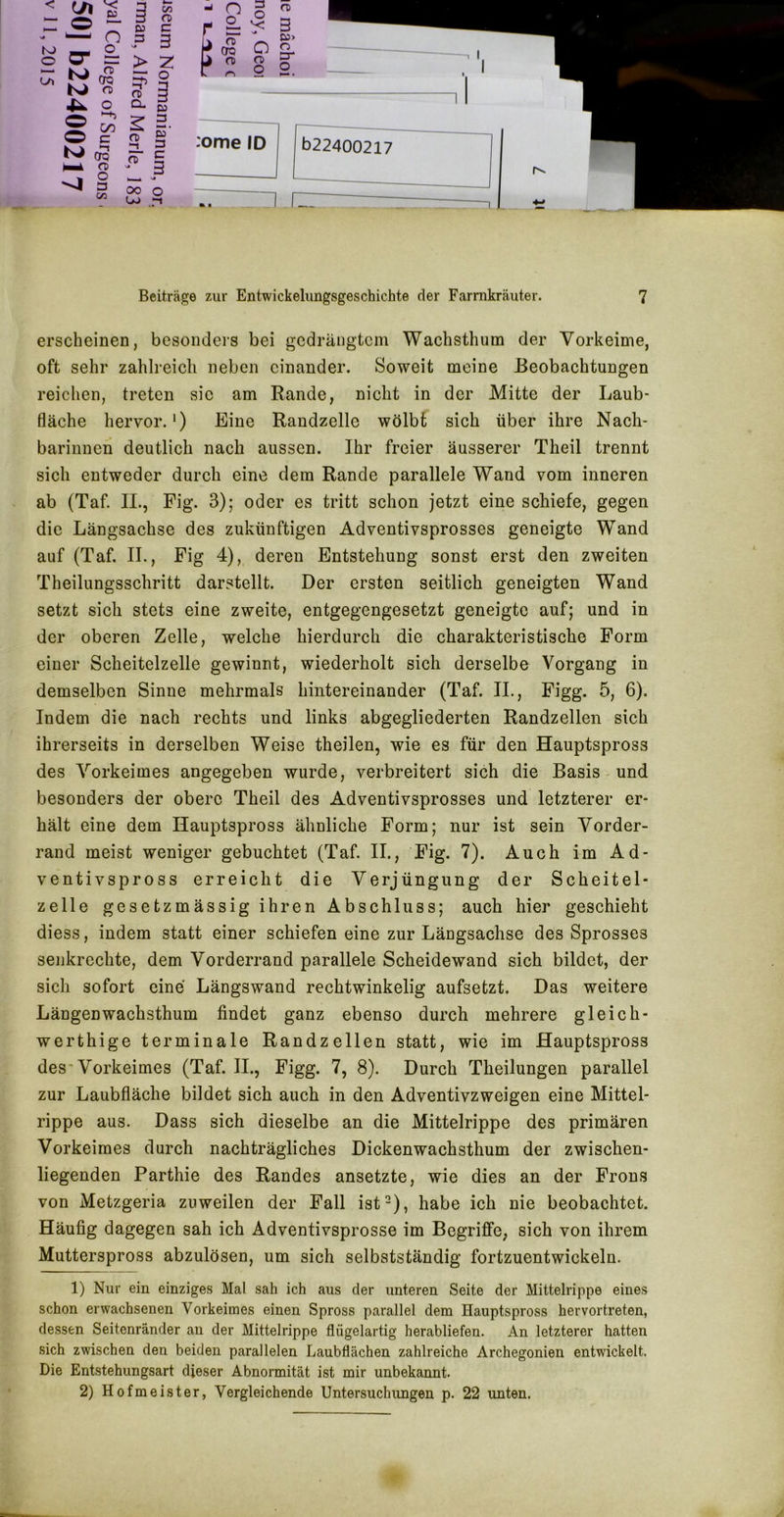 erscheinen, besonders bei gedrängtem Wachsthum der Vorkeime, oft sehr zahlreich neben einander. Soweit meine Beobachtungen reichen, treten sie am Rande, nicht in der Mitte der Laub- fläche hervor.*) Eine Randzelle wölbt sich über ihre Nach- barinnen deutlich nach aussen. Ihr freier äusserer Theil trennt sich entweder durch eine dem Rande parallele Wand vom inneren ab (Taf. II., Fig. 3); oder es tritt schon jetzt eine schiefe, gegen die Längsachse des zukünftigen Adventivsprosses geneigte Wand auf (Taf. II., Fig 4), deren Entstehung sonst erst den zweiten Theilungsschritt darstellt. Der ersten seitlich geneigten Wand setzt sich stets eine zweite, entgegengesetzt geneigte auf; und in der oberen Zelle, welche hierdurch die charakteristische Form einer Scheitelzelle gewinnt, wiederholt sich derselbe Vorgang in demselben Sinne mehrmals hintereinander (Taf. II., Figg. 5, 6). Indem die nach rechts und links abgegliederten Randzellen sich ihrerseits in derselben Weise theilen, wie es für den Hauptspross des Vorkeimes angegeben wurde, verbreitert sich die Basis - und besonders der obere Theil des Adventivsprosses und letzterer er- hält eine dem Hauptspross ähnliche Form; nur ist sein Vorder- rand meist weniger gebuchtet (Taf. II., Fig. 7). Auch im Ad- ventivspross erreicht die Verjüngung der Scheitel- zelle gesetzmässig ihren Abschluss; auch hier geschieht diess, indem statt einer schiefen eine zur Längsachse des Sprosses senkrechte, dem Vorderrand parallele Scheidewand sich bildet, der sich sofort eine Längswand rechtwinkelig aufsetzt. Das weitere Längenwachsthum findet ganz ebenso durch mehrere gleich- werthige terminale Randzellen statt, wie im Hauptspross des* Vorkeimes (Taf. II., Figg. 7, 8). Durch Theilungen parallel zur Laubfläche bildet sich auch in den Adventivzweigen eine Mittel- rippe aus. Dass sich dieselbe an die Mittelrippe des primären Vorkeimes durch nachträgliches Dickenwachsthum der zwischen- liegenden Parthie des Randes ansetzte, wie dies an der Frons von Metzgeria zuweilen der Fall ist-), habe ich nie beobachtet. Häufig dagegen sah ich Adventivsprosse im Begriffe, sich von ihrem Mutterspross abzulösen, um sich selbstständig fortzuentwickeln. 1) Nur ein einziges Mal sah ich aus der unteren Seite der Mittelrippe eines schon erwachsenen Vorkeimes einen Spross parallel dem Hauptspross hervortreten, dessen Seitenränder an der Mittelrippe flügelartig herabliefen. An letzterer hatten sich zwischen den beiden parallelen Laubflächen zahlreiche Archegonien entwickelt. Die Entstehungsart dieser Abnormität ist mir unbekannt. 2) Hofmeister, Vergleichende Untersuchungen p. 22 unten.