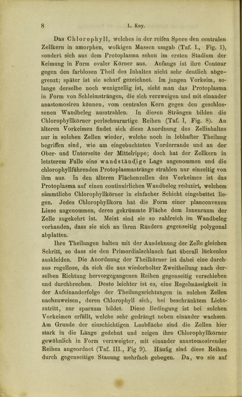 Das Chlorophyll, welches in der reifen Spore den centralen Zellkern in amorphen, wolkigen Massen umgab (Taf. L, Fig. 1), sondert sich aus dem Protoplasma schon im ersten Stadium der Keimung in Form ovaler Körner aus. Anfangs ist ihre Contour gegen den farblosen Theil des Inhaltes nicht sehr deutlich abge- grenzt; später ist sie scharf gezeichnet. Im jungen Yorkeim, so- lange derselbe noch wenigzeilig ist, sieht man das Protoplasma in Form von Schleimsträngen, die sich verzweigen und mit einander anastomosiren können, vom centralen Kern gegen den geschlos- senen Wandbeleg ausstrahlen. In diesen Strängen bilden die Chlorophyllkörner perlschnurartige Reihen (Taf. I, Fig. 8). An älteren Yorkeimen findet sich diese Anordnung des Zellinhaltes nur in solchen Zellen wieder, welche noch in lebhafter Theilung begriffen sind, wie am eingebuchteten Yorderrande und an der Ober- und Unterseite der Mittelrippe; doch hat der Zellkern in letzterem Falle eine wandständjge Lage angenommen und die chlorophyllführenden Protoplasmastränge strahlen nur einseitig von ihm aus. In den älteren Flächenzellen des Yorkeimes ist das Protoplasma auf einen continuirlichen Wandbeleg reduzirt, welchem sämmtliche Chlorophyllkörner in einfacher Schicht eingebettet lie- gen. Jedes Chlorophyllkorn hat die Form einer planconvexen Linse angenommen, deren gekrümmte Fläche dem Innenraum der Zelle zugekehrt ist. Meist sind sie so zahlreich im Wandbeleg vorhanden, dass sie sich an ihren Rändern gegenseitig polygonal abplatten. Ihre Theilungen halten mit der Ausdehnung der Zelle gleichen Schritt, so dass sie den Primordialschlauch fast überall lückenlos auskleiden. Die Anordnung der Theilkörner ist dabei eine durch- aus regellose, da sich die aus wiederholter Zweitheilung nach der- selben Richtung hervorgegangenen Reihen gegenseitig verschieben und durchbrechen. Desto leichter ist es, eine Regelmässigkeit in der Aufeinanderfolge der Theilungsrichtungen in solchen Zellen nachzuweisen, deren Chlorophyll sich, bei beschränktem Licht- zutritt, nur sparsam bildet. Diese Bedingung ist bei solchen Yorkeimen erfüllt, welche sehr gedrängt neben einander wachsen. Am Grunde der einschichtigen Laubfläche sind die Zellen hier stark in die Länge gedehnt und zeigen ihre Chlorophyllkörner gewöhnlich in Form verzweigter, mit einander anastomosirender Reihen angeordnet (Taf. III., Fig 9). Häufig sind diese Reihen durch gegenseitige Stauung mehrfach gebogen. Da, wo sie auf