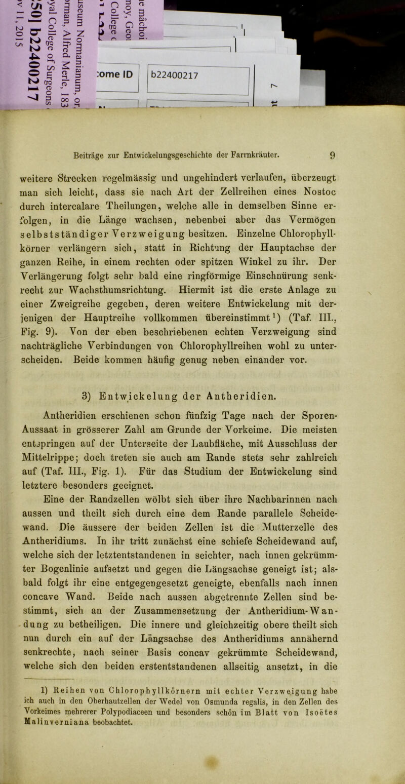 O u» ' Ji '< CT = KJ ^ Ki <T) O c ^ O) 3 03 00 n> ca c P 3 > Z 3 ft) g 3. ^ 2 i- s. = ft) £ - 3 s.# 00 o UJ ' ST '* Cö> > TO O g. >  8 o :ome ID Beiträge 7Air Entwickelungsgeschichte der Farrnkräuter. 9 weitere Strecken regelmässig und ungehindert verlaufen, überzeugt man sich leicht, dass sie nach Art der Zellreihen eines Nostoc durch intercalare Theilungen, welche alle in demselben Sinne er- folgen, in die Länge wachsen, nebenbei aber das Vermögen selbstständiger Verzweigung besitzen. Einzelne Chlorophyll- körner verlängern sich, statt in Richtung der Hauptachse der ganzen Reihe, in einem rechten oder spitzen Winkel zu ihr. Der Verlängerung folgt sehr bald eine ringförmige Einschnürung senk- recht zur Wachsthumsrichtung. Hiermit ist die erste Anlage zu einer Zweigreihe gegeben, deren weitere Entwickelung mit der- jenigen der Hauptreihe vollkommen übereinstimmt ^) (Taf. IIL, Fig. 9). Von der eben beschriebenen echten Verzweigung sind nachträgliche Verbindungen von Chlorophyllreihen wohl zu unter- scheiden. Beide kommen häufig genug neben einander vor. 3) Entwickelung der Antheridien. Antheridien erschienen schon fünfzig Tage nach der Spoien- Aussaat in grösserer Zahl am Grunde der Vorkeime. Die meisten entspringen auf der Unterseite der Laubfläche, mit Ausschluss der Mittelrippe; doch treten sie auch am Rande stets sehr zahlreich auf (Taf. IIL, Fig. 1). Für das Studium der Entwickelung sind letztere besonders geeignet. Eine der Randzellen wölbt sich über ihre Nachbarinnen nach aussen und theilt sich durch eine dem Rande parallele Scheide- wand. Die äussere der beiden Zellen ist die Mutterzelle des Antheridiums. In ihr tritt zunächst eine schiefe Scheidewand auf, welche sich der letztentstandenen in seichter, nach innen gekrümm- ter Bogenlinie aufsetzt und gegen die Längsachse geneigt ist; als- bald folgt ihr eine entgegengesetzt geneigte, ebenfalls nach innen concave Wand. Beide nach aussen abgetrennte Zellen sind be- stimmt, sich au der Zusammensetzung der Antheridium-Wan- dung zu betheiligen. Die innere und gleichzeitig obere theilt sich nun durch ein auf der Längsachse des Antheridiums annähernd senkrechte, nach seiner Basis concav gekrümmte Scheidewand, welche sich den beiden erstentstandenen allseitig ansetzt, in die 1) Reihen von Chlorophyllkörnern mit echter Verzweigung habe ich auch in den Oberhautzellen der Wedel von Osmunda regalis, in den Zellen des Vorkeimes mehrerer Polypodiaceen und besonders schön im Blatt von Isoetes Malinverniana beobachtet.