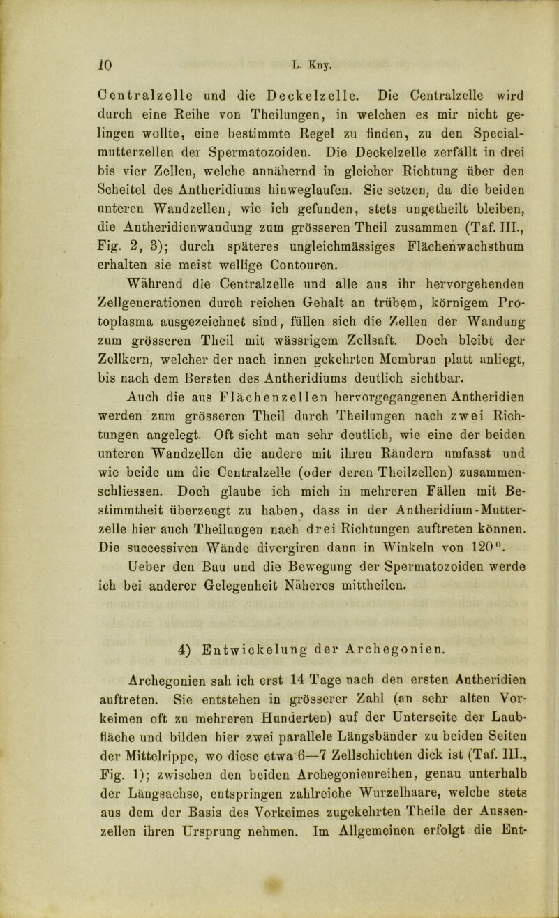 Centralzelle und die Deckelzellc. Die Centralzelle wird durch eine Reihe von Theilungen, in welchen es mir nicht ge- lingen wollte, eine bestimmte Regel zu finden, zu den Special- mutterzellen der Spermatozoiden. Die Deckelzelle zerfällt in drei bis vier Zellen, welche annähernd in gleicher Richtung über den Scheitel des Antheridiums hinweglaufen. Sie setzen, da die beiden unteren Wandzellen, wie ich gefunden, stets ungetheilt bleiben, die Antheridienwandung zum grösseren Theil zusammen (Taf. IIL, Fig. 2, 3); durch späteres ungleichmässiges Flächenwachsthum erhalten sie meist wellige Contouren. Während die Centralzelle und alle aus ihr hervorgehenden Zellgenerationen durch reichen Gehalt an trübem, körnigem Pro- toplasma ausgezeichnet sind, füllen sich die Zellen der Wandung zum grösseren Theil mit wässrigem Zellsaft. Doch bleibt der Zellkern, welcher der nach innen gekehrten Membran platt anliegt, bis nach dem Bersten des Antheridiums deutlich sichtbar. Auch die aus Flächenzellen hervorgegangenen Antheridien werden zum grösseren Theil durch Theilungen nach zwei Rich- tungen angelegt. Oft sieht man sehr deutlich, wie eine der beiden unteren Wandzellen die andere mit ihren Rändern umfasst und wie beide um die Centralzelle (oder deren Theilzellen) zusammen- schliessen. Doch glaube ich mich in mehreren Fällen mit Be- stimmtheit überzeugt zu haben, dass in der Antheridium-Mutter- zelle hier auch Theilungen nach drei Richtungen auftreten können. Die successiven Wände divergiren dann in Winkeln von 120°. Ueber den Bau und die Bewegung der Spermatozoiden werde ich bei anderer Gelegenheit Näheres mittheilen. 4) Entwickelung der Archegonien. Archegonien sah ich erst 14 Tage nach den ersten Antheridien auftreten. Sie entstehen in grösserer Zahl (an sehr alten Vor- keimen oft zu mehreren Hunderten) auf der Unterseite der Laub- fläche und bilden hier zwei parallele Längsbänder zu beiden Seiten der Mittelrippe, wo diese etwa 6—7 Zellschichten dick ist (Taf. III., Fig. 1); zwischen den beiden Archegonieureihen, genau unterhalb der Längsachse, entspringen zahlreiche Wurzelhaare, welche stets aus dem der Basis des Vorkeimes zugekehrten Theile der Aussen- zellen ihren Ursprung nehmen. Im Allgemeinen erfolgt die Ent-