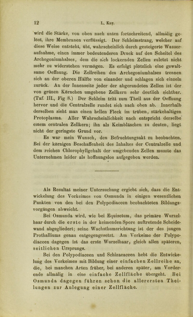 wird die Stärke, von oben nach unten fortschreitend, allmälig ge- lost, ihre Membranen verflüssigt. Der Schleimstrang, welcher auf diese Weise entsteht, übt, wahrscheinlich durch gesteigerte Wasser- aufnahme, einen immer bedeutenderen Druck auf den Scheitel des Archegoniumhalses, dem die sich lockernden Zellen zuletzt nicht mehr zu widerstehen vermögen. Es erfolgt plötzlich eine gewalt- same Oefifnung. Die Zellreihen des Archegoniumhalses trennen sich an der oberen Hälfte von einander und schlagen sich einzeln zurück. An der Innenseite jeder der abgerundeten Zellen ist der von grünen Körnchen umgebene Zellkern sehr deutlich sichtbar. (Taf. III., Eig 8.) Der Schleim tritt zum Theil aus der Oefifnung hervor und die Centralzelle rundet sich nach oben ab. Innerhalb derselben sieht man einen hellen Fleck im trüben, stärkehaltigen Protoplasma. Aller Wahrscheinlichkeit nach entspricht derselbe einem centralen Zellkern; ihn als Keimbläschen zu deuten, liegt nicht der geringste Grund vor. Es war mein Wunsch, den Befruchtungsakt zu beobachten. Bei der körnigen Beschaffenheit des Inhaltes der Centralzelle und dem reichen Chlorophyllgehalt der umgebenden Zellen musste das Unternehmen leider als hoffnungslos aufgegebeu werden. Als Resultat meiner Untersuchung ergiebt sich, dass die Ent- wickelung des Vorkeimes von Osmunda in einigen wesentlichen Punkten von den bei den Polypodiacecn beobachteten Bildungs- vorgäugen abweicht. Bei Osmunda wird, wie bei Equisetum, das primäre Wurzel- haar durch die erste in der keimenden Spore auftretende Scheide- wand abgegliedert; seine Wachstimmsrichtung ist der des jungen Prothalliums genau entgegengesetzt. Am Vorkeime der Polypo- diaceen dagegen ist das erste Wurzelhaar, gleich allen späteren, seitlichen Ursprungs. Bei den Polypodiaceen und Schizaeaceen hebt die Entwicke- lung des Vorkeimes mit Bildung einer einfachen Zellreihe an, die, bei manchen Arten früher, bei anderen später, am Vorder- ende allmälig in eine einfache Zellfläche übergeht. Bei Osmunda dagegen führen schon die allerersten Thei- lungen zur Anlegung einer Zellfläche.