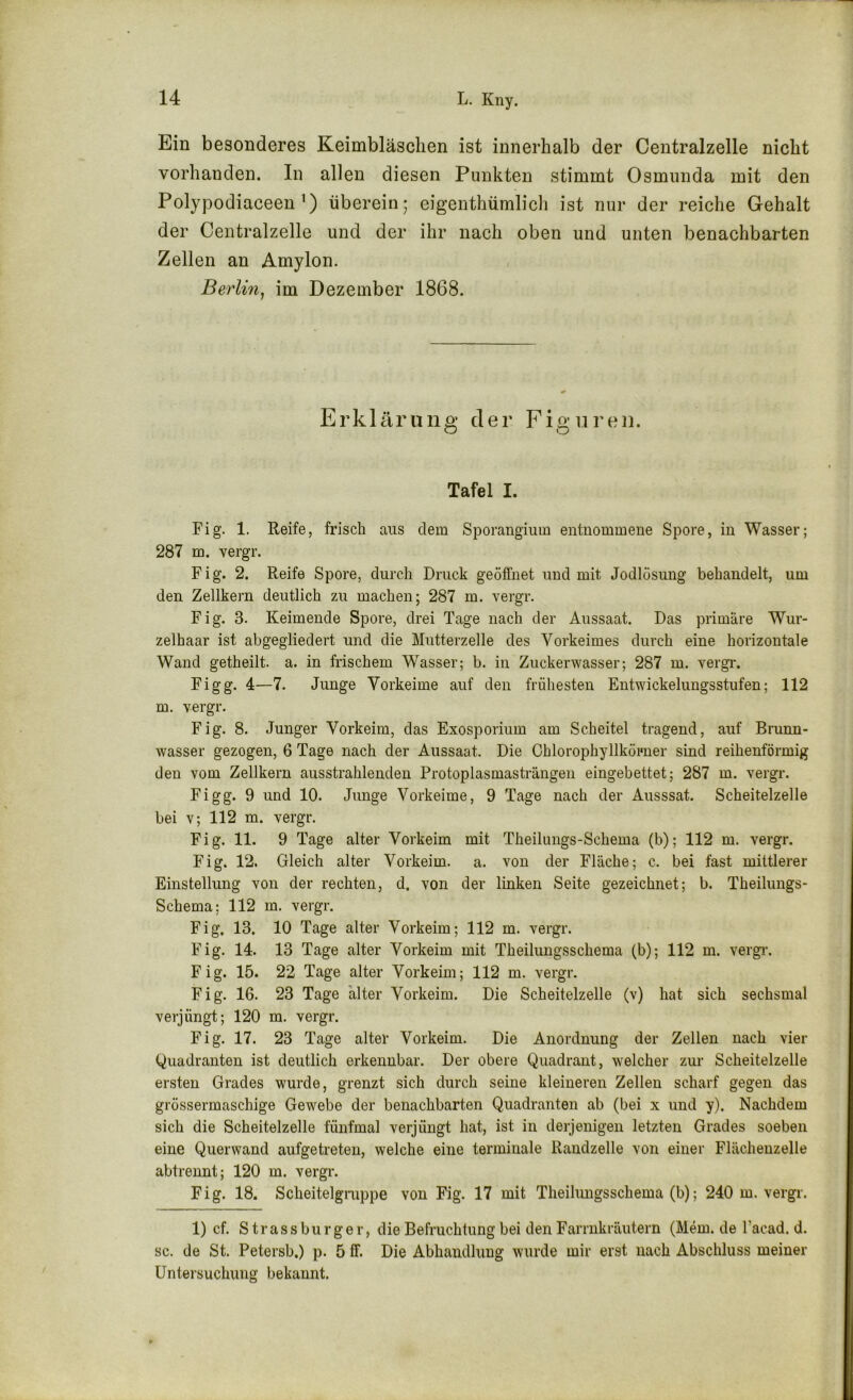 Ein besonderes Keimbläschen ist innerhalb der Centralzelle nicht vorhanden. In allen diesen Punkten stimmt Osmunda mit den Polypodiaceen’) überein; eigenthümlicli ist nur der reiche Gehalt der Centralzelle und der ihr nach oben und unten benachbarten Zellen an Amylon. Berlin^ im Dezember 1868. Erklärung der Figuren. Tafel I. Fig. 1. Reife, frisch aus dem Sporangium entnommene Spore, in Wasser; 287 m. vergr. Fig. 2. Reife Spore, durch Druck geöffnet und mit Jodlösung behandelt, um den Zellkern deutlich zu machen; 287 m. vergr. Fig. 3. Keimende Spore, drei Tage nach der Aussaat. Das primäre Wur- zelhaar ist abgegliedert und die Mutterzelle des Vorkeimes durch eine horizontale Wand getheilt. a. in frischem Wasser; b. in Zuckerwasser; 287 m. vergr. Figg. 4—7. Junge Vorkeime auf den frühesten Entwickelungsstufen; 112 m. vergr. Fig. 8. Junger Vorkeim, das Exosporium am Scheitel tragend, auf Brunn- wasser gezogen, 6 Tage nach der Aussaat. Die Chlorophyllköimer sind reihenförmig den vom Zellkern ausstrahlenden Protoplasmasträngen eingebettet; 287 m. vergr. Figg. 9 und 10. Junge Vorkeime, 9 Tage nach der Ausssat. Scheitelzelle bei v; 112 m. vergr. Fig. 11. 9 Tage alter Vorkeim mit Theilimgs-Schema (b); 112 m. vergr. Fig. 12. Gleich alter Vorkeim. a. von der Fläche; c. bei fast mittlerer Einstellung von der rechten, d. von der linken Seite gezeichnet; b. Theilungs- Schema; 112 m. vergr. Fig. 13. 10 Tage alter Vorkeim; 112 m. vergr. Fig. 14. 13 Tage alter Vorkeim mit Theilungsschema (b); 112 m. vergi*. Fig. 15. 22 Tage alter Vorkeiui; 112 m. vergr. Fig. 16. 23 Tage alter Vorkeim. Die Scheitelzelle (v) hat sich sechsmal verjüngt; 120 m. vergr. Fig. 17. 23 Tage alter Vorkeim. Die Anordnung der Zellen nach vier Quadranten ist deutlich erkennbar. Der obere Quadrant, welcher zui- Scheitelzelle ersten Grades wurde, grenzt sich durch seine kleineren Zellen scharf gegen das grössermaschige Gewebe der benachbarten Quadranten ab (bei x und y). Nachdem sich die Scheitelzelle fünfmal verjüngt hat, ist in derjenigen letzten Grades soeben eine Querwand aufgetreten, welche eine terminale Randzelle von einer Flächeuzelle abtrennt; 120 m. vergr. Fig. 18. Scheitelgruppe von Fig. 17 mit Theilungsschema (b); 240 m. vergr. 1) cf. S t r a s s bu r g e r, die Befruchtung bei den Farrnkräutern (Mem. de l’acad. d. sc. de St. Petersb.) p. 5 ff. Die Abhandlung wurde mir erst nach Abschluss meiner Untersuchung bekannt.