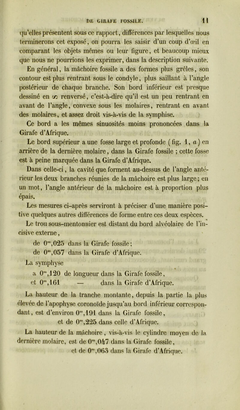 qu’elles présentent sous ce rapport, différences par lesquelles nous terminerons cet exposé, on pourra les saisir d’un coup d’œil en comparant les objets mêmes ou leur figure, et beaucoup mieux que nous ne pourrions les exprimer, dans la description suivante. En général, la mâchoire fossile a des formes plus grêles, son contour est plus rentrant sous le condyle, plus saillant à l’angle postérieur de chaque branche. Son bord inférieur est presque dessiné en m renversé, c’est-à-dire qu’il est un peu rentrant en avant de l’angle, convexe sous les molaires, rentrant en avant des molaires, et assez droit vis-à-vis de la symphise. Ce bord a les mêmes sinuosités moins prononcées dans la Girafe d’Afrique. Le bord supérieur a une fosse large et profonde ( fig. 1, a ) en arrière de la dernière molaire, dans la Girafe fossile ; cette fosse est à peine marquée dans la Girafe d’Afrique. Dans celle-ci, la cavité que forment au-dessus de l’angle anté- rieur les deux branches réunies de la mâchoire est plus large ; en un mot, l’angle antérieur de la mâchoire est à proportion plus épais. Les mesures ci-après serviront à préciser d’une manière posi- tive quelques autres différences de forme entre ces deux espèces. •-T Le trou sous-mentonnier est distant du bord alvéolaire de l’in- cisive externe, de 0ni,025 dans la Girafe fossile; de 0U,,057 dans la Girafe d’Afrique. La symphyse % a 0ra,120 de longueur dans la Girafe fossile, et 0m,161 — dans la Girafe d’Afrique. La hauteur de la tranche montante, depuis la partie la plus élevée de l’apophyse coronoïde jusqu’au bord inférieur correspon- dant, est d’environ 0m,191 dans la Girafe fossile, et de 0m,225 dans celle d’Afrique. La hauteur de la mâchoire, vis-à-vis le cylindre moyen de la dernière molaire, est de 0n,,0â7 dans la Girafe fossile, et de 0m,063 dans la Girafe d’Afrique.