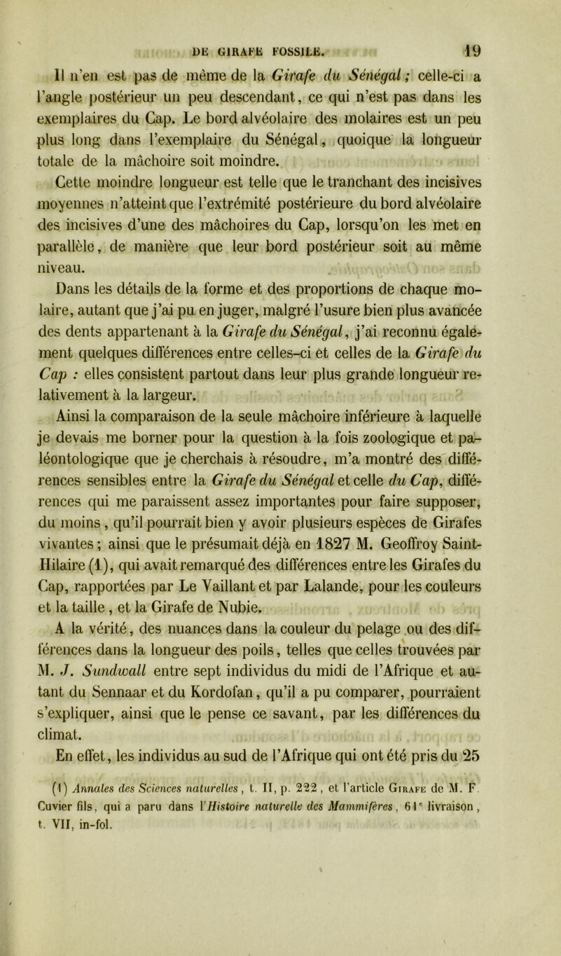 Il n’en est pas de meme de la Girafe du Sénégal ; celle-ci a l’angle postérieur un peu descendant, ce qui n’est pas dans les exemplaires du Gap. Le bord alvéolaire des molaires est un peu plus long dans l’exemplaire du Sénégal, quoique la longueur totale de la mâchoire soit moindre. Cette moindre longueur est telle que le tranchant des incisives moyennes n’atteint que l’extrémité postérieure du bord alvéolaire des incisives d’une des mâchoires du Cap, lorsqu’on les met en parallèle, de manière que leur bord postérieur soit au même niveau. Dans les détails de la forme et des proportions de chaque mo- laire, autant que j’ai pu en juger, malgré l’usure bien plus avancée des dents appartenant à la Girafe du Sénégal, j’ai reconnu égale- ment quelques différences entre celles-ci et celles de la Girafe du Cap : elles consistent partout dans leur plus grande longueur re- lativement à la largeur. Ainsi la comparaison de la seule mâchoire inférieure à laquelle je devais me borner pour la question à la fois zoologique et pa- léontologique que je cherchais à résoudre, m’a montré des diffé- rences sensibles entre la Girafe du Sénégal et celle du Cap, diffé- rences qui me paraissent assez importantes pour faire supposer, du moins , qu’il pourrait bien y avoir plusieurs espèces de Girafes vivantes ; ainsi que le présumait déjà en 1827 M. Geoffroy Saint- Hilaire (1), qui avait remarqué des différences entre les Girafes du Cap, rapportées par Le Vaillant et par Lalande, pour les couleurs et la taille , et la Girafe de Nubie. A la vérité, des nuances dans la couleur du pelage ou des dif- férences dans la longueur des poils, telles que celles trouvées par M. J. Sundwall entre sept individus du midi de l’Afrique et au- tant du Sennaar et du Kordofan, qu’il a pu comparer, pourraient s’expliquer, ainsi que le pense ce savant, par les différences du climat. En effet, les individus au sud de l’Afrique qui ont été pris du 25 (1) Annales des Sciences naturelles, t. II, p. 2*22 , et l’article Girafe de M. F Cuvier fils, qui a paru dans Y Histoire naturelle des Mammifères, 61e livraison, t. VII, in-fol.