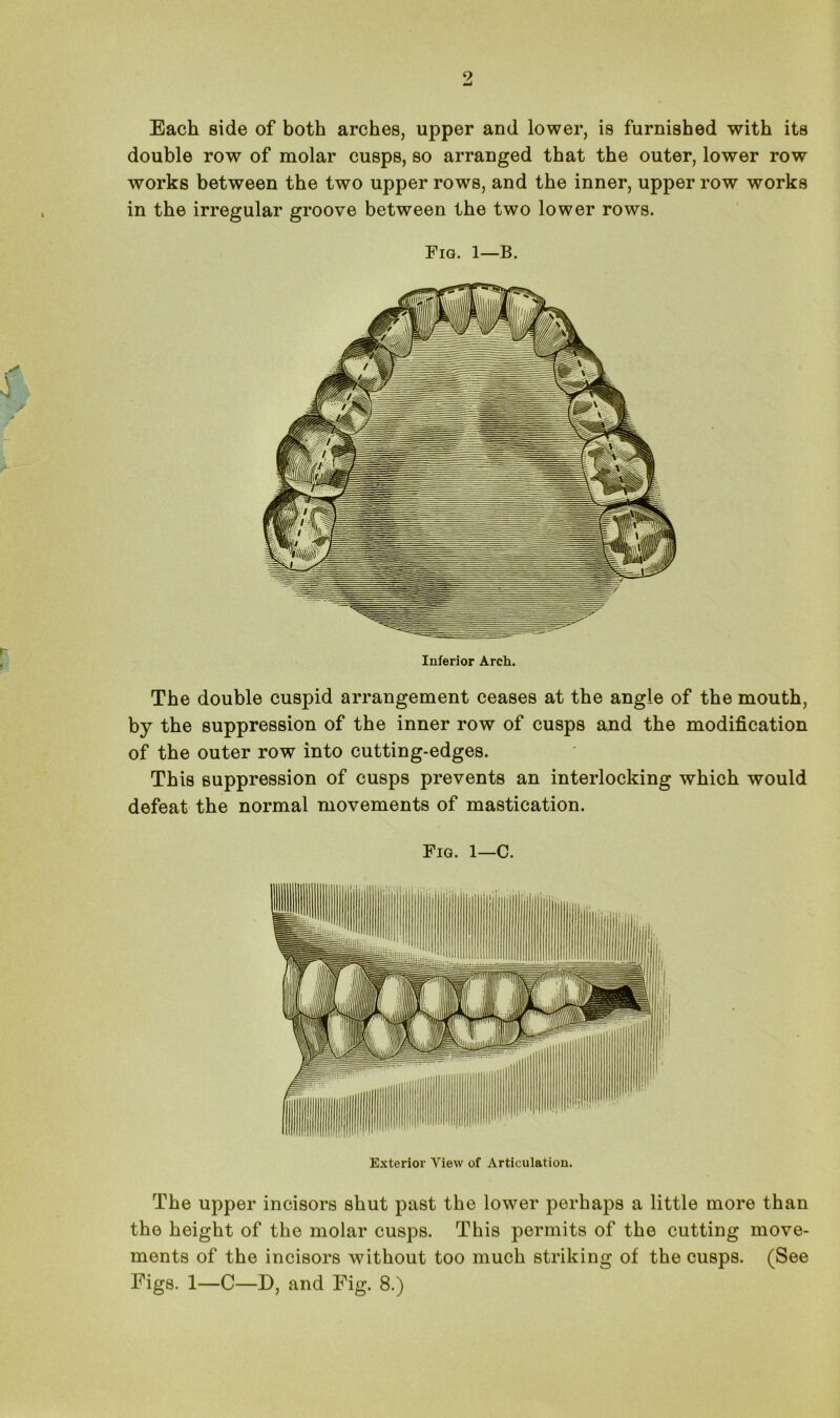 Each side of both arches, upper and lower, is furnished with its double row of molar cusps, so arranged that the outer, lower row works between the two upper rows, and the inner, upper row works in the irregular groove between the two lower rows. Fig. 1—B. Inferior Arch. The double cuspid arrangement ceases at the angle of the mouth, by the suppression of the inner row of cusps and the modification of the outer row into cutting-edges. This suppression of cusps prevents an interlocking which would defeat the normal movements of mastication. Fig. 1—C. Exterior View of Articulation. The upper incisors shut past the lower perhaps a little more than the height of the molar cusps. This permits of the cutting move- ments of the incisors without too much striking of the cusps. (See Figs. 1—C—D, and Fig. 8.)