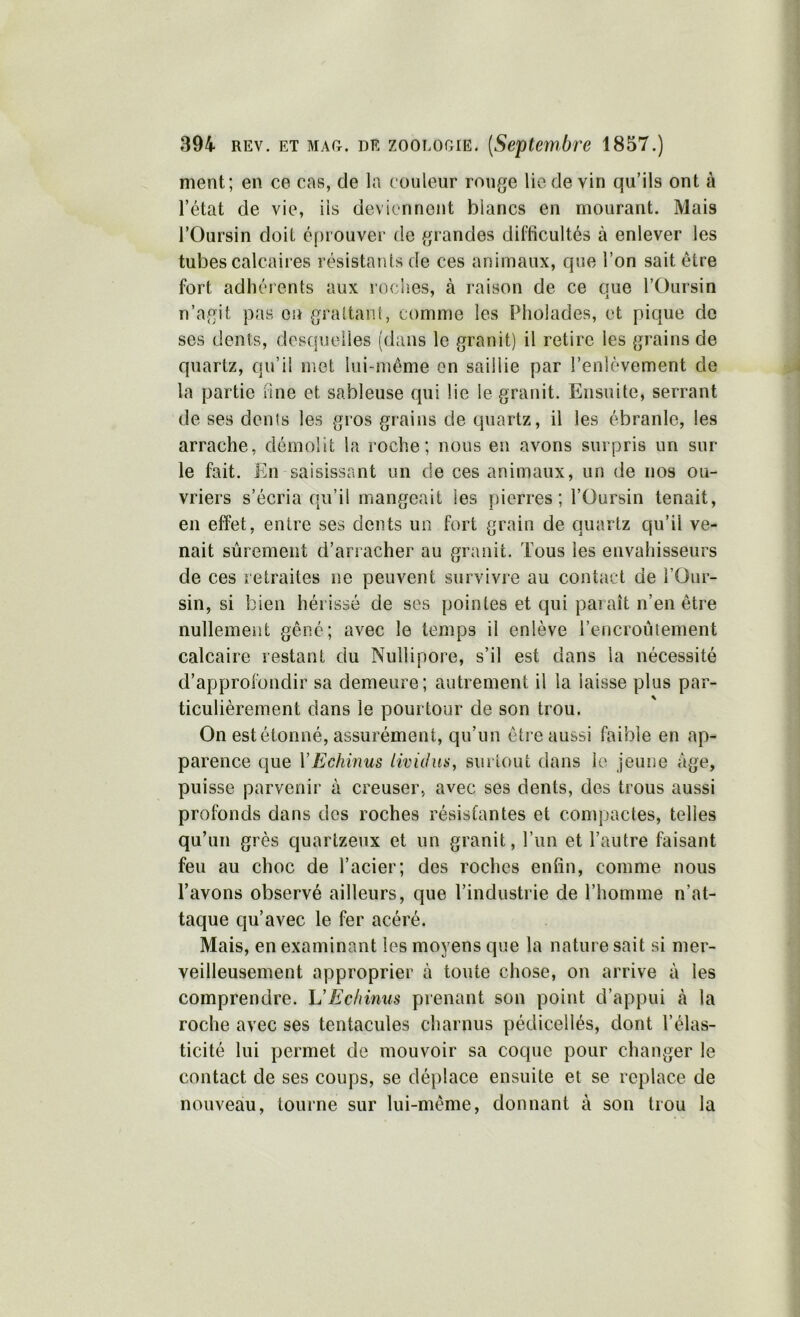 ment; en ce cas, de la couleur rouge lie de vin qu’ils ont à l’état de vie, iis deviennent blancs en mourant. Mais l’Oursin doit é[)iouver de grandes difficultés à enlever les tubes calcaires résistants de ces animaux, que l’on sait être fort adhérents aux loclies, à raison de ce que l’Oursin n’agit pas en grattant, comme les Pliolades, et pique de ses dents, descjuelles (dans le granit) il retire les grains de quartz, qu’il met lui-méme en saillie par l’enlèvement de la partie fine et sableuse qui lie le granit. Ensuite, serrant de ses dénis les gros grains de quartz, il les ébranle, les arrache, démolit la roche; nous en avons surpris un sur le fait. En saisissant un de ces animaux, un de nos ou- vriers s’écria qu’il mangeait les pierres; l’Oursin tenait, en effet, entre ses dents un fort grain de quartz qu’il ve- nait sûrement d’arracher au granit. Tous les envahisseurs de ces retraites ne peuvent survivre au contact de l’Our- sin, si bien hérissé de ses pointes et qui paraît n’en être nullement gêné; avec le temps il enlève rencroiitement calcaire restant du Nullipore, s’il est dans la nécessité d’approfondir sa demeure; autrement il la laisse plus par- ticulièrement dans le pourtour de son trou. On est étonné, assurément, qu’un être aussi faible en ap- parence que VEchinus iividus, surtout dans le jeune âge, puisse parvenir à creuser, avec ses dents, des trous aussi profonds dans des roches résistantes et compactes, telles qu’un grès quartzeux et un granit, l’un et l’autre faisant feu au choc de l’acier; des roches enfin, comme nous l’avons observé ailleurs, que l’industrie de l’homme n’at- taque qu’avec le fer acéré. Mais, en examinant les moyens que la nature sait si mer- veilleusement approprier à toute chose, on arrive à les comprendre. L'Echinus prenant son point d’appui à la roche avec ses tentacules charnus pédicellés, dont l’élas- ticité lui permet de mouvoir sa coque pour changer le contact de ses coups, se déplace ensuite et se replace de nouveau, tourne sur lui-même, donnant à son trou la