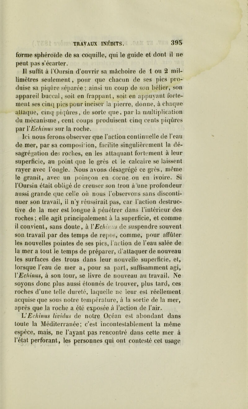 forme sphéroïde de sa coquille, qui le guide et dont il ne peut pas s’écarter. Il suffit à l’Oursin d’ouvrir sa mâchoire de 1 ou 2 mil- limètres seulement, pour que chacun de ses pics pro- duise sa piqûre séparée ; ainsi un coup do sou bélier, son appareil buccal, soit en l'rapj)ant, soit en aj)piiyant forte- ment ses ciiKj pics pour inciser la pierre, donne, à chaque attaque, cinq pifjûres, de sorte que, par la multiplication du mécanisme, cent coups produisent cinq cents {)icpires par VEchinuü sur la roche. Ici nous ferons observer que l’action continuelle de l’eau do mer, par sa composiiion, facilite singulièrement la dé- sagrégation des roches, en les attaquant fortement à leur superficie, au point que le grès et le calcaire se laissent rayer avec l’ongle. Nous avons désagrégé ce grès, même le granit, avec un poinçon en corne ou en ivoire. Si l’Oursin était obligé de creuser son trou à une profondeur aussi grande que celle où nous l’obsercons sans disconti- nuer son travail, il n’y réussirait pas, car l’action destruc- tive de la mer est longue à pénétrer dans l’intérieur des roches ; elle agit principalement à la superficie, et comme il convient, sans doute, à VEchiri:d de suspendre souvent son travail par des temps de repos, comme, pour affûter les nouvelles pointes de ses pics, l’action de l’eau salée de la mer a tout le temps de préparer, d’attaquer de nouveau les surfaces des trous dans leur nouvelle superficie, et, lorsque l’eau de mer a, pour sa part, suffisamment agi, VEc/iinuSy à son tour, se livre de nouveau au travail. Ne soyons donc plus aussi étonnés de trouver, plus tard, ces roches d’une telle dureté, laquelle ne leur est réellement acquise que sous notre température, à la sortie de la mer, après que la roche a été exposée à l’action de l’air. L’Echinus lividus de notre Océan est abondant dans toute la Méditerranée; c’est incontestablement la même espèce, mais, ne l’ayant pas rencontré dans cette mer à l’état perforant, les personnes qui ont contesté cet usage