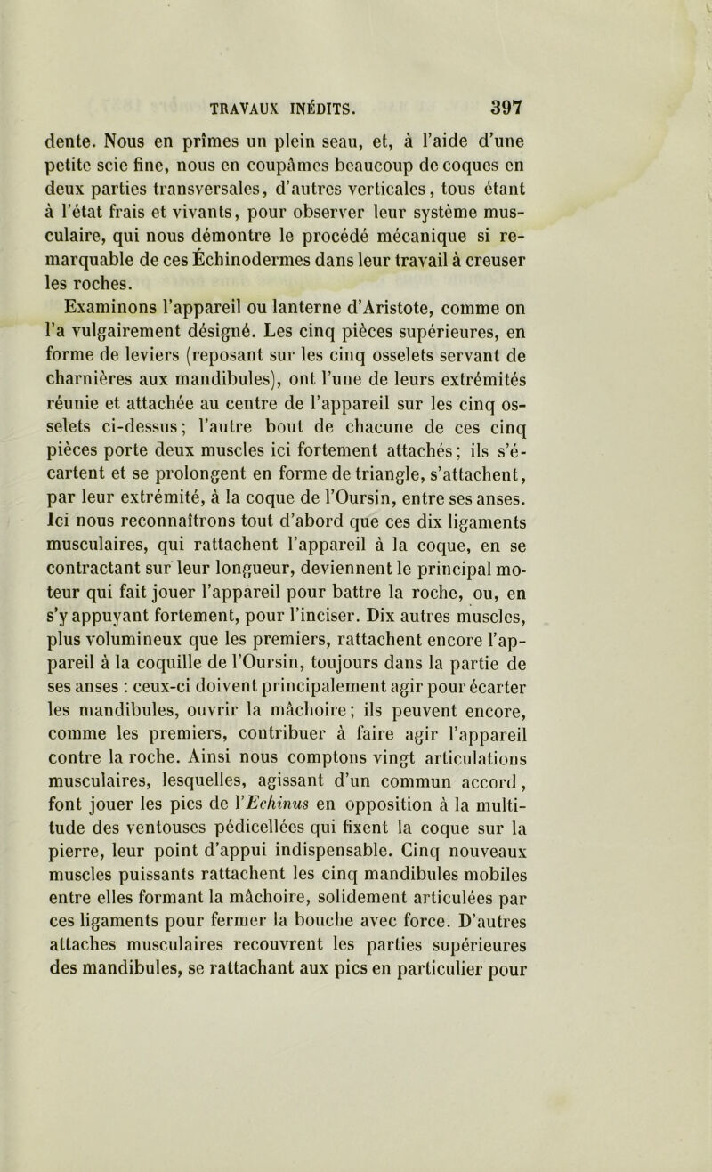 dente. Nous en prîmes un plein seau, et, à l’aide d’une petite scie fine, nous en coupâmes beaucoup de coques en deux parties transversales, d’autres verticales, tous étant à l’état frais et vivants, pour observer leur système mus- culaire, qui nous démontre le procédé mécanique si re- marquable de ces Échinodermes dans leur travail à creuser les roches. Examinons l’appareil ou lanterne d’Aristote, comme on l’a vulgairement désigné. Les cinq pièces supérieures, en forme de leviers (reposant sur les cinq osselets servant de charnières aux mandibules), ont l’une de leurs extrémités réunie et attachée au centre de l’appareil sur les cinq os- selets ci-dessus ; l’autre bout de chacune de ces cinq pièces porte deux muscles ici fortement attachés; ils s’é- cartent et se prolongent en forme de triangle, s’attachent, par leur extrémité, à la coque de l’Oursin, entre ses anses. Ici nous reconnaîtrons tout d’abord que ces dix ligaments musculaires, qui rattachent l’appareil à la coque, en se contractant sur leur longueur, deviennent le principal mo- teur qui fait jouer l’appareil pour battre la roche, ou, en s’y appuyant fortement, pour l’inciser. Dix autres muscles, plus volumineux que les premiers, rattachent encore l’ap- pareil à la coquille de l’Oursin, toujours dans la partie de ses anses : ceux-ci doivent principalement agir pour écarter les mandibules, ouvrir la mâchoire; ils peuvent encore, comme les premiers, contribuer à faire agir l’appareil contre la roche. Ainsi nous comptons vingt articulations musculaires, lesquelles, agissant d’un commun accord, font jouer les pics de VEchinus en opposition à la multi- tude des ventouses pédicellées qui fixent la coque sur la pierre, leur point d’appui indispensable. Cinq nouveaux muscles puissants rattachent les cinq mandibules mobiles entre elles formant la mâchoire, solidement articulées par ces ligaments pour fermer la bouche avec force. D’autres attaches musculaires recouvrent les parties supérieures des mandibules, se rattachant aux pics en particulier pour