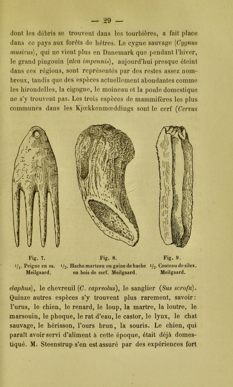 dont les débris se trouvent dans les tourbières, a fait place dans ce pays aux forêts de hêtres. Le cygne sauvage (Cygnus musicus), qui ne vient plus en Danemark que pendant l’hiver, le grand pingouin [alca impennù), aujourd’hui presque éteint dans ces régions, sont représentés par des restes assez nom- breux, tandis que des espèces actuellement abondantes comme les hirondelles, la cigogne, le moineau et la poule domestique ne s’y trouvent pas. Les trois espèces de mammifères les plus communes dans les Kjœkkenmœddings sont le cerf (Cervus Fig. 7. Fig. 8. Fig. 9. i/j. Peigne en os. 1/3. Hache marleau ou gaine de hache i/2. Coulcau de silex. Meilgaard. en bois de cerf. Meilgaard. Meilgaard. elaphus), le chevreuil (C. ccipreolus), le sanglier (Sus scrofa). Quinze autres espèces s’y trouvent plus rarement, savoir: l’urus, le chien, le renard, le loup, la martre, la loutre, le marsouin, le phoque, le rat d’eau, le castor, le lynx, le chat sauvage, le hérisson, l’ours brun, la souris. Le chien, qui paraît avoir servi d’aliment à cette époque, était déjà domes- tiqué. M. Steenstrup s’en est assuré par des expériences fort