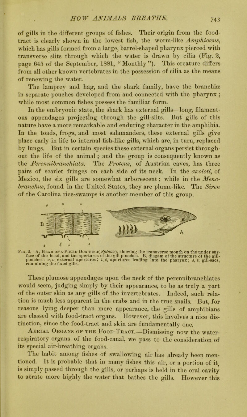 of gills in the different groups of fishes. Their origin from the food- tract is clearly shown in the lowest fish, the worm-like Amphioxus, which has gills formed from a large, barrel-shaped pharynx pierced with transverse slits through which the water is drawn by cilia (Fig. 2, page 645 of the September, 1881, “Monthly”). This creature differs from all other known vertebrates in the possession of cilia as the means of renewing the water. The lamprey and hag, and the shark family, have the branchiae in separate pouches developed from and connected with the pharynx ; while most common fishes possess the familiar form. In the embryonic state, the shark has external gills—long, filament- ous appendages projecting through the gill-slits. But gills of this nature have a more remarkable and enduring character in the amphibia. In the toads, frogs, and most salamanders, these external gills give place early in life to internal fish-like gills, which are, in turn, replaced by lungs. But in certain species these external organs persist through- out the life of the animal; and the group is consequently known as the Perennibranchiatci. The Proteus, of Austrian caves, has three pairs of scarlet fringes on each side of its neck. In the axolotl, of Mexico, the six gills are somewhat arborescent; while in the Meno- branclius, found in the United States, they are plume-like. The Siren of the Carolina rice-swamps is another member of this group. Fig. 2.—A, Head of a Piked Dog-fish( Spincix), showing the transverse mouth on the under sur- face of the head, and tne apertures of the gill-pouches. B. diacam of the structure of the gill- pouches: o, o. external apertures; i, i, apertures leading into the pharynx; s, s, gill-sacs, containing the fixed gills. These plumose appendages upon the neck of the perennibranchiates would seem, judging simply by their appearance, to be as truly a part of the outer skin as any gills of the invertebrates. Indeed, such rela- tion is much less apparent in the crabs and in the true snails. But, for reasons lying deeper than mere appearance, the gills of amphibians are classed with food-tract organs. However, this involves a nice dis- tinction, since the food-tract and skin are fundamentally one. Aerial Organs of the Food-Tract.—Dismissing now the water- respiratory organs of the food-canal, we pass to the consideration of its special air-breathing organs. d he habit among fishes of swallowing air has already been men- tioned. It is probable that in many fishes this air, or a portion of it is simply passed through the gills, or perhaps is held in the oral cavity to aerate more highly the water that bathes the gills. However this