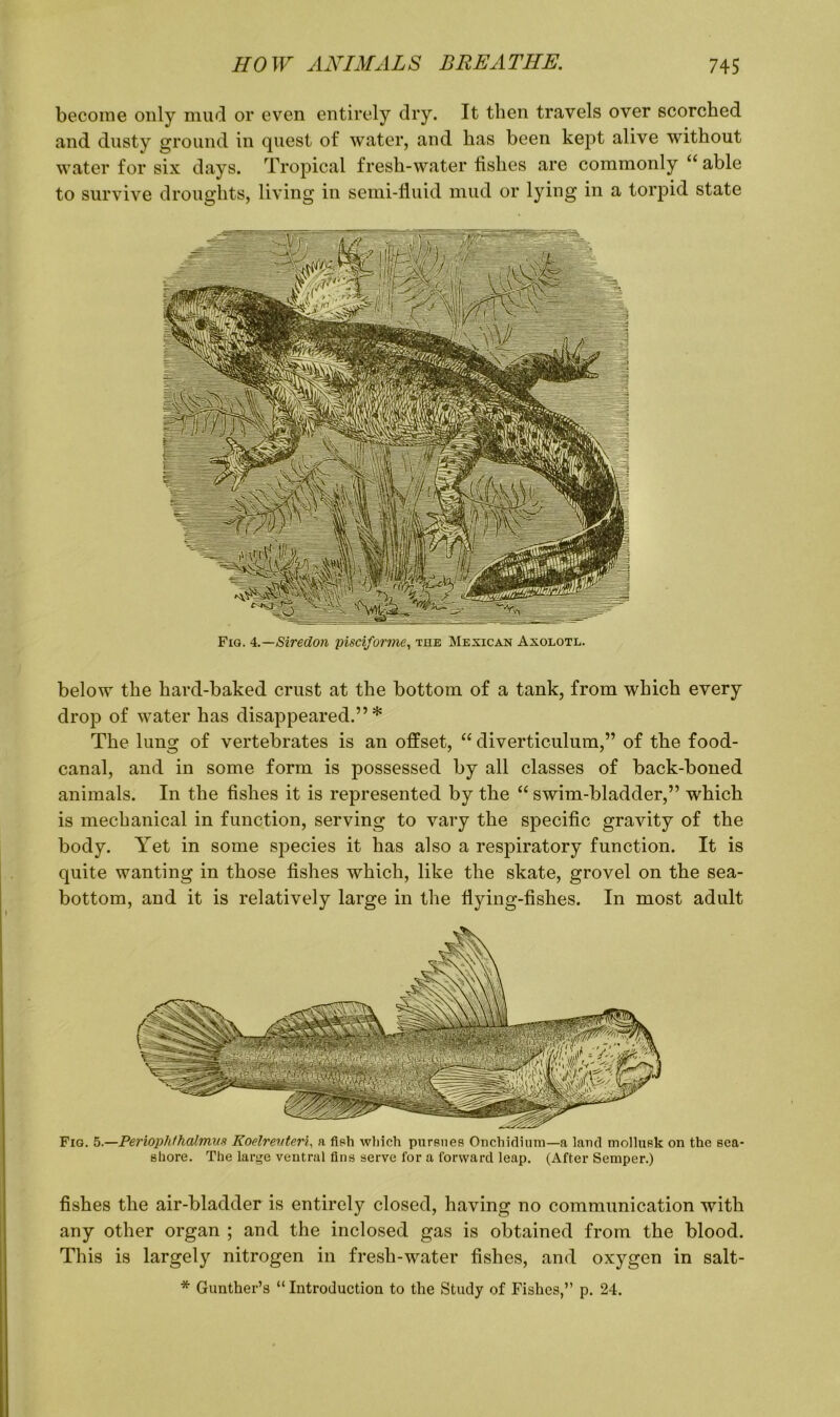 become only mud or even entirely dry. It then travels over scorched and dusty ground in quest of water, and has been kept alive without water for six days. Tropical fresh-water lishes are commonly u able to survive droughts, living in semi-fluid mud or lying in a torpid state Fig. A.—Siredon pisciforme, the Mexican Axolotl. below the hard-baked crust at the bottom of a tank, from which every drop of water has disappeared.”* The lung of vertebrates is an offset, “ diverticulum,” of the food- canal, and in some form is possessed by all classes of back-boned animals. In the fishes it is represented by the “ swim-bladder,” which is mechanical in function, serving to vary the specific gravity of the body. Yet in some species it has also a respiratory function. It is quite wanting in those fishes which, like the skate, grovel on the sea- bottom, and it is relatively large in the flying-fishes. In most adult Fig. 5.—Periophfhalmns Koelrevteri, a fish which pursues Onchidium—a laud mollusk on the sea- shore. The large ventral fins serve for a forward leap. (After Semper.) fishes the air-bladder is entirely closed, having no communication with any other organ ; and the inclosed gas is obtained from the blood. This is largely nitrogen in fresh-water fishes, and oxygen in salt- * Gunther’s “ Introduction to the Study of Fishes,” p. 24.