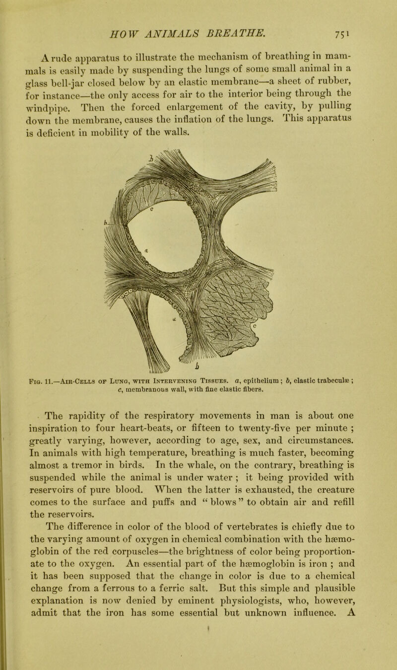 A rude apparatus to illustrate the mechanism of breathing in mam- mals is easily made by suspending the lungs of some small animal in a glass bell-jar closed below by an elastic membrane—a sheet of rubber, for instance—the only access for air to the interior being through the windpipe. Then the forced enlargement of the cavity, by pulling down the membrane, causes the inflation of the lungs. This apparatus is deficient in mobility of the walls. Fig. 11.—Air-Cells of Lung, with Intervening Tissues, a, epithelium ; b, elastic trabeculse ; c, membranous wall, with line elastic fibers. The rapidity of the respiratory movements in man is about one inspiration to four heart-beats, or fifteen to twenty-five per minute ; greatly varying, however, according to age, sex, and circumstances. In animals with high temperature, breathing is much faster, becoming almost a tremor in birds. In the whale, on the contrary, breathing is suspended while the animal is under water ; it being provided with reservoirs of pure blood. When the latter is exhausted, the creature comes to the surface and puffs and “ blows ” to obtain air and refill the reservoirs. The difference in color of the blood of vertebrates is chiefly due to the varying amount of oxj^gen in chemical combination with the haemo- globin of the red corpuscles—the brightness of color being proportion- ate to the oxygen. An essential part of the haemoglobin is iron ; and it has been supposed that the change in color is due to a chemical change from a ferrous to a ferric salt. But this simple and plausible explanation is now denied by eminent physiologists, who, however, admit that the iron has some essential but unknown influence. A