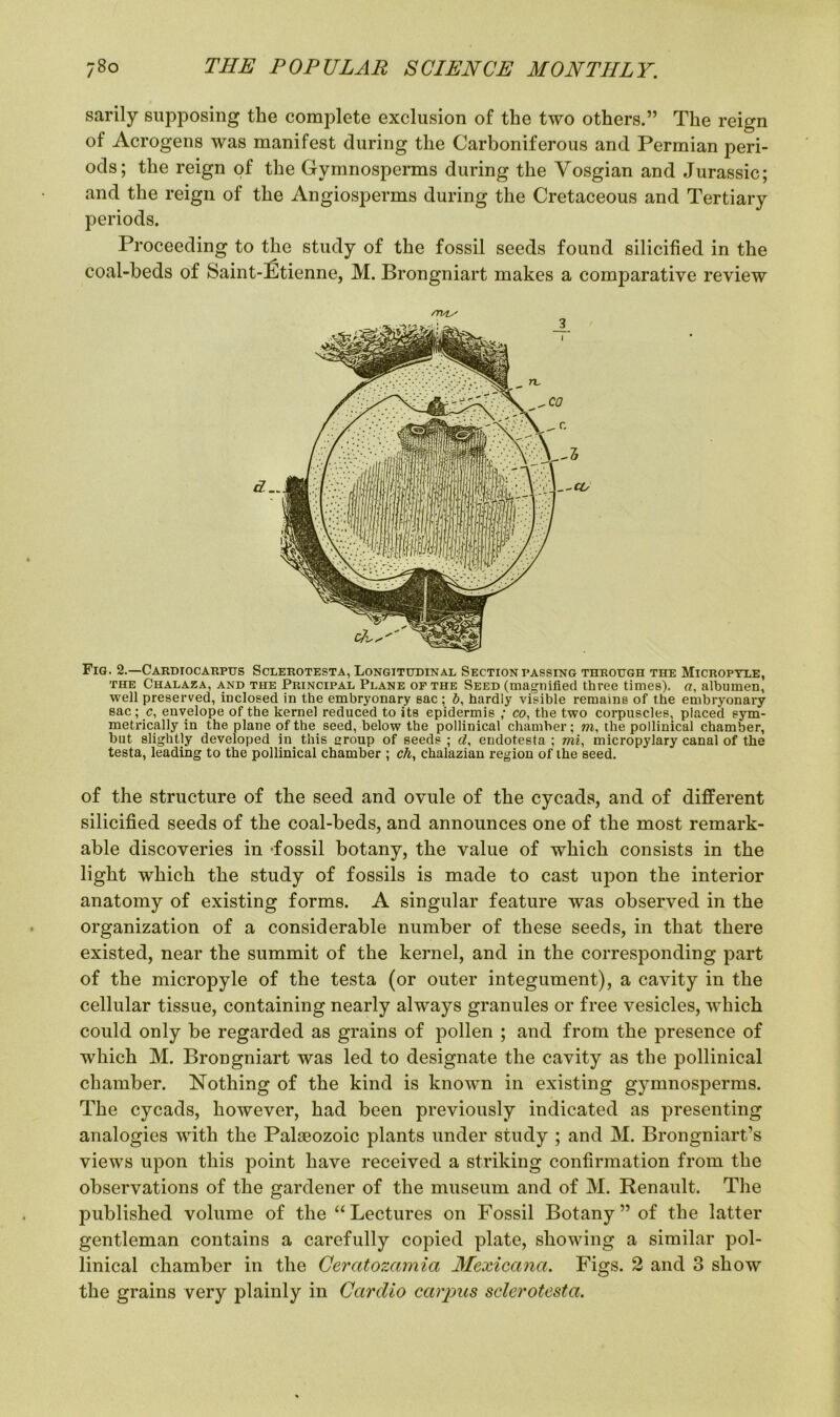 sarily supposing the complete exclusion of the two others.” The reign of Acrogens was manifest during the Carboniferous and Permian peri- ods; the reign of the Gymnosperms during the Vosgian and Jurassic; and the reign of the Angiosperms during the Cretaceous and Tertiary periods. Proceeding to the study of the fossil seeds found silicified in the coal-beds of Saint-Etienne, M. Brongniart makes a comparative review /Tlst/ Fig. 2.—Cardiocarpus Sclerotesta, Longitudinal Section passing through the Micropyle, the Chalaza, and the Principal Plane of the Seed (magnified three times), a, albumen, well preserved, inclosed in the embryonary sac ; b, hardly visible remains of the embryonary sac; c, envelope of the kernel reduced to its epidermis ; co, the two corpuscles, placed sym- metrically in the plane of the seed, below the pollinical chamber; m, the pollinical chamber, but slightly developed in this group of seeds; d, endotesta ; mi, micropylary canal of the testa, leading to the pollinical chamber ; ch, chalazian region of the seed. of the structure of the seed and ovule of the cycads, and of different silicified seeds of the coal-beds, and announces one of the most remark- able discoveries in -fossil botany, the value of which consists in the light which the study of fossils is made to cast upon the interior anatomy of existing forms. A singular feature was observed in the organization of a considerable number of these seeds, in that there existed, near the summit of the kernel, and in the corresponding part of the micropyle of the testa (or outer integument), a cavity in the cellular tissue, containing nearly always granules or free vesicles, which could only be regarded as grains of pollen ; and from the presence of which M. Brongniart was led to designate the cavity as the pollinical chamber. Nothing of the kind is known in existing gymnosperms. The cycads, however, had been previously indicated as presenting analogies with the Palaeozoic plants under study ; and M. Brongniart’s views upon this point have received a striking confirmation from the observations of the gardener of the museum and of M. Renault. The published volume of the “Lectures on Fossil Botany” of the latter gentleman contains a carefully copied plate, showing a similar pol- linical chamber in the Ceratozamia Mexicana. Figs. 2 and 3 show the grains very plainly in Cardio carpus sclerotesta.