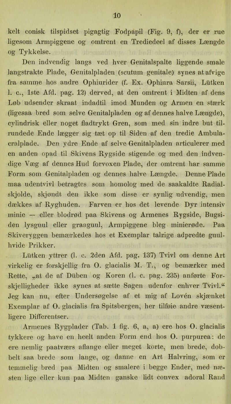 kelt conisk tilspidset pigagtig Fodpapil (Fig. 9, f), der er rue ligesom Armpiggene og omtrent en Trediedeel af disses Længde og Tykkelse. Den indvendig langs ved hver Genitalspalte liggende smale langstrakte Plade, Genitalpladen (scutum genitale) synes at afvige fra samme hos andre Ophiurider (f. Ex. Ophinra Sarsii, Ltltken 1. c., 1ste Afd. pag. 12) derved, at den omtrent i Midten af dens Løb udsender skraat indadtil imod Munden og Armen en stærk (ligesaa bred som selve Genitalpladen og af dennes halve Længde), cylindrisk eller noget fladtrykt Gren, som med sin indre but til- rundede Ende lægger sig tæt op til Siden af den tredie Ambula- cralplade. Den ydre Ende af selve Genitalpladen articulerer med en anden opad til Skivens Rygside stigende og med den indven- dige Væg af dennes Hud forvoxen Plade, der omtrent har samme Form som Genitalpladen og dennes halve Længde. Denne Plade maa udentvivl betragtes som homolog med de saakaldte Radial- skjolde, skjøndt den ikke som disse er synlig udvendig, men dækkes af Ryghuden. Farven er hos det levende Dyr intensiv minie — eller blodrød paa Skivens og Armenes Rygside, Bugsi- den lysguul eller graaguul. Armpiggene bleg minierøde. Paa Skiveryggen bemærkedes hos et Exemplar talrige adpredte guul- hvide Prikker. Llitken yttrer (1. c. 2den Afd. pag. 137) Tvivl om denne Art virkelig er forskjellig fra O. glacialis M. T., og bemærker med Rette, „at de af Dliben og Koren (1. c. pag. 235) anførte For- skjelligheder ikke synes at sætte Sagen udenfor enhver Tvivl. Jeg kan nu, efter Undersøgelse af et mig af Lovén skjænket Exemplar af O. glacialis fra Spitsbergen, her tilføie andre væsent- ligere Differentser. Armenes Rygplader (Tab. 1 fig. 6, a, a) ere hos O. glacialis tykkere og have en heelt anden Form end hos O. purpurea: de ere nemlig paatværs aflange eller meget korte, men brede, dob- belt saa brede som lange, og danne en Art Halvring, som er temmelig bred paa Midten og smalere i begge Ender, med næ- sten lige eller kun paa Midten ganske lidt convex adoral Rand