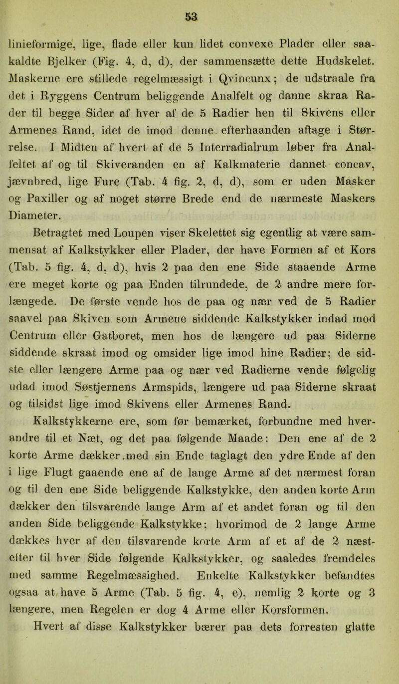 linietbrmige, lige, flade eller kmi lidet coiivexe Plader eller saa- kaldte Bjelker (Fig. 4, d, d), der sammensætte dette Hudskelet. Maskerne ere stillede regelmæssigt i Qvincunx; de udstraale fra det i Ryggens Centrum beliggende Analfelt og danne skraa Ra- der til begge Sider af hver af de 5 Radier hen til Skivens eller Armenes Rand, idet de imod denne, efterhaanden aftage i Stør- relse. I Midten af hvert af de 5 Interradialrum løber fra Anal- feltet af og til Skiveranden en af Kalkmaterie dannet concav, jævnbred, lige Fure (Tab. 4 fig. 2, d, d), som er uden Masker og Paxiller og af noget større Brede end de nærmeste Maskers Diameter. Betragtet med Loupen viser Skelettet sig egentlig at være sam- mensat af Kalkstykker eller Plader, der have Formen af et Kors (Tab. 5 fig. 4, d, d), hvis 2 paa den ene Side staaende Arme ere meget korte og paa Enden tilrundede, de 2 andre mere for- længede. De første vende hos de paa og nær ved de 5 Radier saavel paa Skiven som Armene siddende Kalkstykker indad mod Centrum eller Gatboret, men hos de længere ud paa Siderne siddende skraat imod og omsider lige imod hine Radier; de sid- ste eller længere Arme paa og nær ved Radierne vende følgelig udad imod Søstjernens Armspids,, længere ud paa Siderne skraat og tilsidst lige imod Skivens eller Armenes Rand. Kalkstykkerne ere, som før bemærket, forbundne med hver- andre til et Næt, og det paa følgende Maade: Den ene af de 2 korte Arme dækker.med sin Ende taglagt den ydre Ende af den i lige Flugt gaaende ene af de lange Arme af det nærmest foran og til den ene Side beliggende Kalkstykke, den anden korte Arm dækker den tilsvarende lange Arm af et andet foran og til den anden Side beliggende Kalkstykke; hvorimod de 2 lange Arme dækkes hver af den tilsvarende korte Arm af et af de 2 næst- efter til hver Side følgende Kalkstykker, og saaledes fremdeles med samme Regelmæssighed. Enkelte Kalkstykker befandtes ogsaa at have 5 Arme (Tab. 5 fig. 4, e), nemlig 2 korte og 3 længere, men Regelen er dog 4 Arme eller Korsformen. Hvert af disse Kalkstykker bærer paa dets forresten glatte