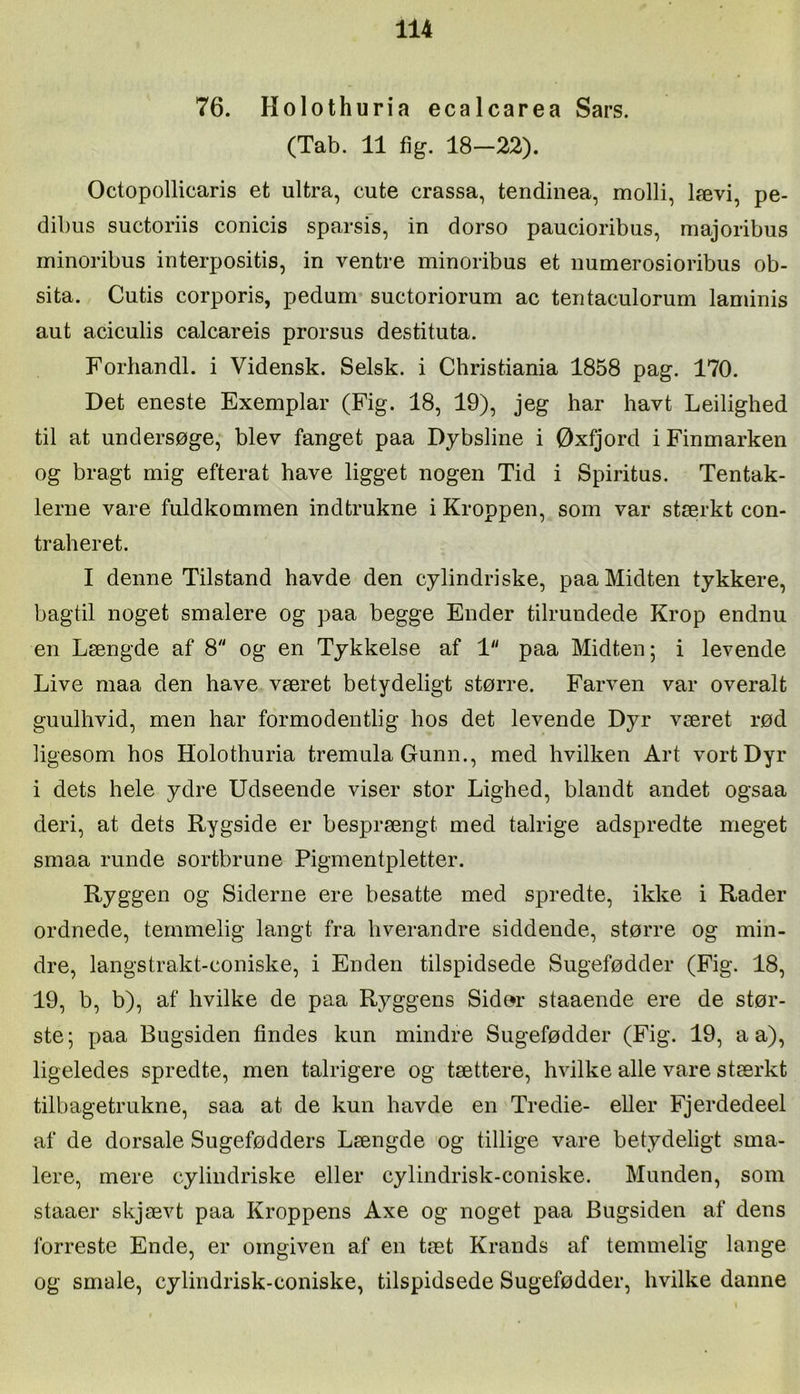 76. Holothuria ecalcarea Sars. (Tab. 11 fig. 18—22). Octopollicaris et ultra, cute crassa, tendinea, molli, lævi, pe- dibus suctoriis conicis sparsis, in dorso paucioribus, majoribus minoribiis interpositis, in ventre minoribus et numerosioribus ob- sita. Cutis corporis, pedum suctoriorum ac tentaculorum laminis aut aciculis calcareis prorsus destituta. Forhandl, i Vidensk. Selsk. i Christiania 1858 pag. 170. Det eneste Exemplar (Fig. 18, 19), jeg har havt Leilighed til at undersøge, blev fanget paa Dybsline i Øxfjord i Finmarken og bragt mig efterat have ligget nogen Tid i Spiritus. Tentak- lerne vare fuldkommen indtrukne i Kroppen, som var stærkt con- tr ah er et. I denne Tilstand havde den cylindriske, paa Midten tykkere, bagtil noget smalere og paa begge Ender tilrundede Krop endnu en Længde af 8 og en Tykkelse af 1 paa Midten; i levende Live maa den have været betydeligt større. Farven var overalt guulhvid, men har formodentlig hos det levende Dyr været rød ligesom hos Holothuria tremula Gunn., med hvilken Art vort Dyr i dets hele ydre Udseende viser stor Lighed, blandt andet ogsaa deri, at dets Rygside er besprængt med talrige adspredte meget smaa runde sortbrune Pigmentpletter. Ryggen og Siderne ere besatte med spredte, ikke i Rader ordnede, temmelig langt fra hverandre siddende, større og min- dre, langstrakt-coniske, i Enden tilspidsede Sugefødder (Fig. 18, 19, b, b), af hvilke de paa Ryggens Sidør staaende ere de stør- ste; paa Bugsiden findes kun mindre Sugefødder (Fig. 19, a a), ligeledes spredte, men talrigere og tættere, hvilke alle vare stærkt tilbagetrukne, saa at de kun havde en Tredie- eller Fjerdedeel af de dorsale Sugefødders Længde og tillige vare betydeligt sma- lere, mere cylindriske eller cylindrisk-coniske. Munden, som staaer skjævt paa Kroppens Axe og noget paa Bugsiden af dens forreste Ende, er omgiven af en tæt Krands af temmelig lange og smale, cylindrisk-coniske, tilspidsede Sugefødder, hvilke danne