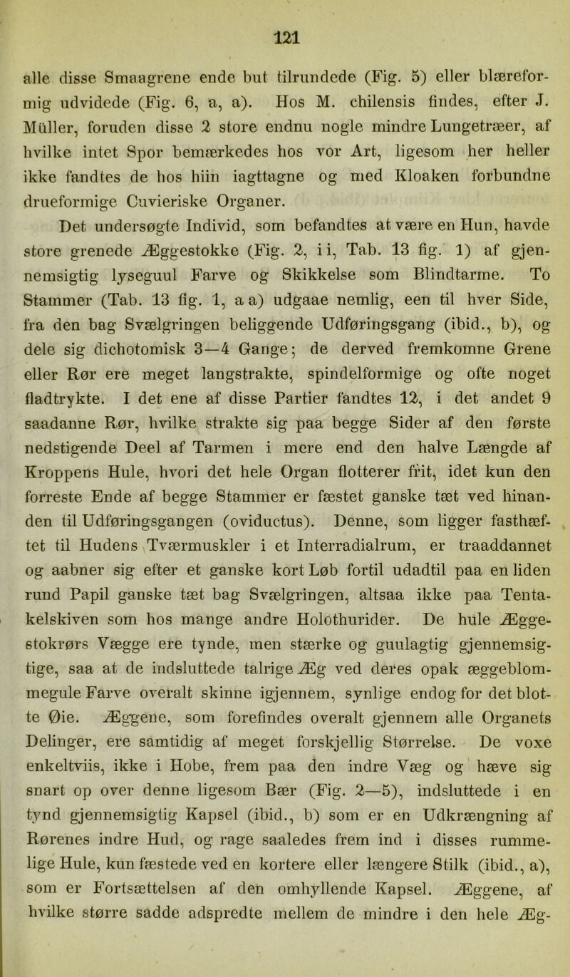 alle disse Smaagreiie ende but tilrundede (Fig. 5) eller blærefor- mig udvidede (Fig. 6, a, a). Hos M. chilensis findes, efter J. Muller, foruden disse 2 store endnu nogle mindre Lungetræer, af hvilke intet Spor bemærkedes hos vor Art, ligesom her heller ikke fandtes de hos hiin iagttagne og med Kloaken forbundne drueformige Cuvieriske Organer. Det undersøgte Individ, som befandtes at være en Hun, havde store grenede Æggestokke (Fig. 2, i i. Tab. 13 fig. 1) af gjen- nemsigtig lyseguul Farve og Skikkelse som Blindtarme. To Stammer (Tab. 13 tig. 1, a a) udgaae nemlig, een til hver Side, fra den bag Svælgringen beliggende Udføringsgang (ibid., b), og dele sig dichotomisk 3—4 Gange; de derved fremkomne Grene eller Rør ere meget langstrakte, spindelformige og ofte noget fladtrykte. I det ene af disse Partier fandtes 12, i det andet 9 saadanne Rør, hvilke strakte sig paa begge Sider af den første nedstigende Deel af Tarmen i mere end den halve Længde af Kroppens Hule, hvori det hele Organ flotterer frit, idet kun den forreste Ende af begge Stammer er fæstet ganske tæt ved hinan- den til Udføringsgangen (oviductus). Denne, som ligger fasthæf- tet til Hudens Tværmuskler i et Interradialrum, er traaddannet og aabner sig efter et ganske kort Løb fortil udadtil paa en liden rund Papil ganske tæt bag Svælgringen, altsaa ikke paa Tenta- kelskiven som hos mange andre Holothurider. De hule Ægge- stokrørs Vægge ere tynde, men stærke og guulagtig gjennemsig- tige, saa at de indsluttede talrige Æg ved deres opak æggeblom- megule Farve overalt skinne igjennem, synlige endog for det blot- te Øie. Æggene, som forefindes overalt gjennem alle Organets Delinger, ere samtidig af meget forskjellig Størrelse. De voxe eiikeltviis, ikke i Hobe, frem paa den indre Væg og hæve sig snart op over denne ligesom Bær (Fig. 2—5), indsluttede i en tynd gjennemsigtig Kapsel (ibid., b) som er en Udkrængning af Rørenes indre Hud, og rage saaledes frem ind i disses rumme- lige Hule, kun fæstede ved en kortere eller længere Stilk (ibid., a), som er Fortsættelsen af den omhjdlende Kapsel. Æggene, af hvilke større sadde adspredte mellem de mindre i den hele Æg-