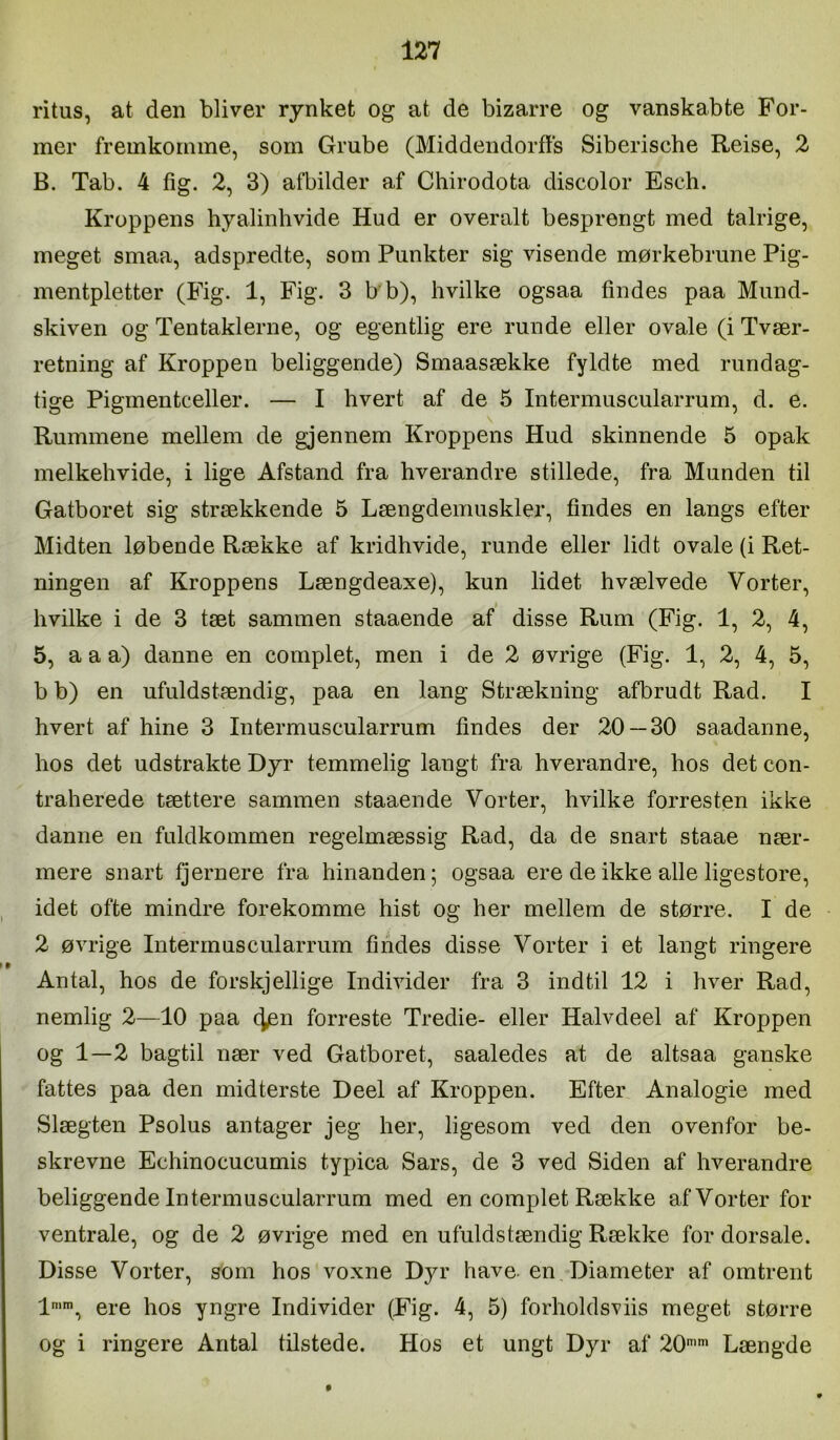 ritus, at den bliver rynket og at de bizarre og vanskabte For- mer fremkomme, som Grube (Middendorffs Siberische Reise, 2 B. Tab. 4 fig. 2, 3) afbilder af Chirodota discolor Esch. Kroppens hyalinhvide Hud er overalt besprengt med talrige, meget smaa, adspredte, som Punkter sig visende mørkebrune Pig- mentpletter (Fig. 1, Fig. 3 b b), hvilke ogsaa findes paa Mund- skiven og Tentaklerne, og egentlig ere runde eller ovale (i Tvær- retning af Kroppen beliggende) Smaasække fyldte med rundag- tige Pigmentceller. — I hvert af de 5 Intermuscularrum, d. e. Rummene mellem de gjennem Kroppens Hud skinnende 5 opak melkehvide, i lige Afstand fra hverandre stillede, fra Munden til Gatboret sig strækkende 5 Længdemuskler, findes en langs efter Midten løbende Række af kridhvide, runde eller lidt ovale (i Ret- ningen af Kroppens Længdeaxe), kun lidet hvælvede Vorter, I hvilke i de 3 tæt sammen staaende af disse Rum (Fig. 1, 2, 4, 5, a a a) danne en complet, men i de 2 øvrige (Fig. 1, 2, 4, 5, b b) en ufuldstændig, paa en lang Strækning afbrudt Rad. I hvert af hine 3 Intermuscularrum findes der 20 — 30 saadanne, hos det udstrakte Dyr temmelig langt fra hverandre, hos det con- traherede tættere sammen staaende Vorter, hvilke forresten ikke danne en fuldkommen regelmæssig Rad, da de snart staae nær- mere snart fjernere fra hinanden; ogsaa ere de ikke alle ligestore, idet ofte mindre forekomme hist og her mellem de større. I de 2 øvrige Intermuscularrum findes disse Vorter i et langt ringere Antal, hos de forskjellige Individer fra 3 indtil 12 i hver Rad, nemlig 2—10 paa 4en forreste Tredie- eller Halvdeel af Kroppen og 1—2 bagtil nær ved Gatboret, saaledes at de altsaa ganske fattes paa den midterste Deel af Kroppen. Efter Analogie med Slægten Psolus antager jeg her, ligesom ved den ovenfor be- skrevne Echinocucumis typica Sars, de 3 ved Siden af hverandre beliggende Intermuscularrum med en complet Række af Vorter for ventrale, og de 2 øvrige med en ufuldstændig Række for dorsale. Disse Vorter, som hos voxne Dyr have. en Diameter af omtrent Imm, øj^.0 i^os yngre Individer (Fig. 4, 5) forholdsviis meget større og i ringere Antal tilstede. Hos et ungt Dyr af 20’’ Længde