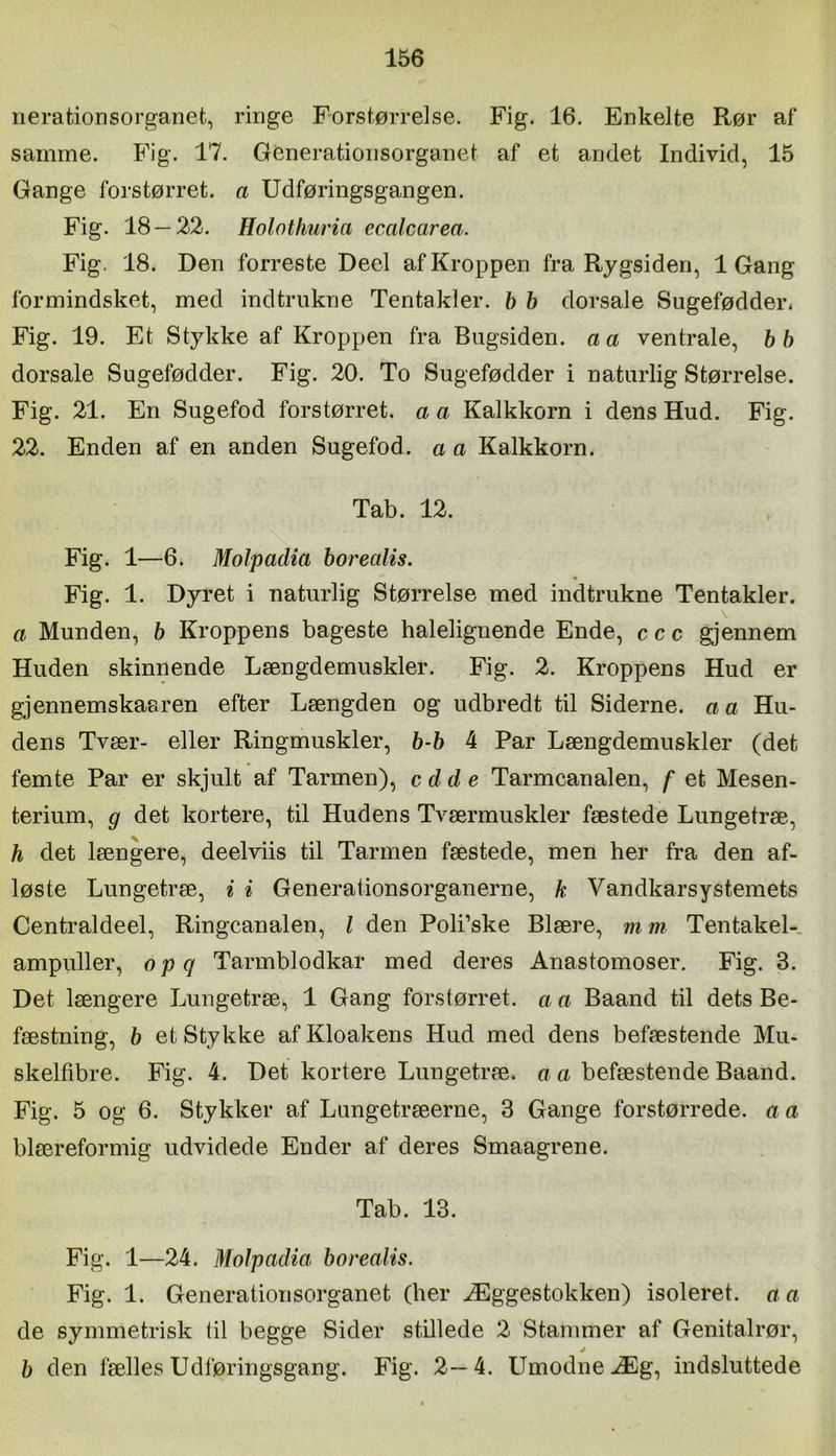 nerationsorganet, ringe Forstørrelse. Fig. 16. Enkelte Rør af samme. Fig. 17. Génerationsorganet af et andet Individ, 15 Gange forstørret, a Udføringsgangen. Fig. 18 — 22. Holothuria ecalcarea. Fig. 18. Den forreste Deel af Kroppen fra Rygsiden, 1 Gang formindsket, med indtrukne Tentakler, b h dorsale Sugefødder. Fig. 19. Et Stykke af Kroppen fra Bugsiden, a a ventrale, h b dorsale Sugefødder. Fig. 20. To Sugefødder i naturlig Størrelse. Fig. 21. En Sugefod forstørret, a a Kalkkorn i dens Hud. Fig. 22. Enden af en anden Sugefod, a a Kalkkorn. Tab. 12. Fig. 1—6. Molpadia borealis. Fig. 1. Dyret i naturlig Størrelse med indtrukne Tentakler. a Munden, b Kroppens bageste halelignende Ende, c c c gjennem Huden skinnende Længdemuskler. Fig. 2. Kroppens Hud er gjennemskaaren efter Længden og udbredt til Siderne, a a Hu- dens Tvær- eller Ringmuskler, b-b 4 Par Længdemuskler (det femte Par er skjult af Tarmen), cdd e Tarmcanalen, f et Mesen- terium, g det kortere, til Hudens Tværmuskler fæstede Lungetræ, h det længere, deelviis til Tarmen fæstede, men her fra den af- løste Lungetræ, i i Generationsorganerne, k Vandkarsystemets Centraldeel, Ringcanalen, I den Poli’ske Blære, m m Tentakel-, ampuller, opq Tarmblodkar med deres Anastomoser. Fig. 3. Det længere Lungetræ, 1 Gang forstørret, a a Baand til dets Be- fæstning, b et Stykke af Kloakens Hud med dens befæstende Mu- skelfibre. Fig. 4. Det kortere Lungetræ. a a befæstende Baand. Fig. 5 og 6. Stykker af Lungetræerne, 3 Gange forstørrede, a a blæreformig udvidede Ender af deres Smaagrene. Tab. 13. Fig. 1—24. Molpadia borealis. Fig. 1. Generationsorganet (her Æggestokken) isoleret, aa de symmetrisk til begge Sider stillede 2 Stammer af Genitalrør, j b den fælles Udføringsgang. Fig. 2—4. Umodne Æg, indsluttede