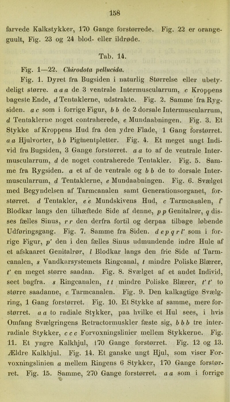 farvede Kalkstykker, 170 Gange forstørrede. Fig. 22 er orange- guult, Fig. 23 og 24 blod- eller ildrøde. Tab. 14. Fig. 1—22. Chirodota pellucida. Fig. 1. Dyret fra Bugsiden i naturlig Størrelse eller ubety- deligt større, a a a de 3 ventrale Intermuscularrum, c Kroppens bageste Ende, d Tentaklerne, udstrakte. Fig. 2. Samme fra Ryg- siden. ac som i forrige Figur, bb de 2 dorsale Intermuscularrum, d Tentaklerne noget contraherede, e Mundaabningen. Fig. 3. Et Stykke af Kroppens Hud fra den ydre Flade, 1 Gang forstørret. a a Hjulvorter, b b Pigmentpletter. Fig. 4. Et meget ungt Indi- vid fra Bugsiden, 3 Gange forstørret, a a to af de ventrale Inter- muscularrum, d de noget contraherede Tentakler. Fig. 5. Sam- me fra Rygsiden, a et af de ventrale og 6 6 de to dorsale Inter- muscularrum, d Tentaklerne, e Mundaabningen. Fig. 6. Svælget med Begyndelsen af Tarmcanalen samt Generationsorganet, for- størret. d Tentakler, e e Mundskivens Hud, c Tarmcanalen, V Blodkar langs den tilhæftede Side af denne, pp Genitalrør, ^dis- ses fælles Sinus, rr den derfra fortil og derpaa tilbage løbende Udføringsgang. Fig. 7. Samme fra Siden. depqrV som i for- rige Figur, p den i den fælles Sinus udmundende indre Hule af et afskaaret Genitalrør, I Blodkar langs den frie Side af Tarni- canalen, 5 Vandkarsystemets Ringcanal, t mindre Poliske Blærer, p en meget større saadan. Fig. 8. Svælget af et andet Indmd, seet bagfra, s Ringcanalen, 11 mindre Poliske Blærer, P f to større saadanne, c. Tarmcanalen. Fig. 9. Den kalkagtige Svælg- ring, 1 Gang forstørret. Fig. 10. Et Stykke af samme, mere for- størret. a a to radiale Stykker, paa hvilke et Hul sees, i hvis Omfang Svælgringens Retractormuskler fæste sig, bb b tre inter- radiale Stykker, c cc Forvoxningslinier mellem Stykkerne. Fig. 11. Et yngre Kalkhjul, 170 Gange forstørret. Fig. 12 og 13. Ældre Kalkhjul. Fig. 14. Et ganske ungt Hjul, som viser For- voxningslinien a mellem Ringens 6 Stykker, 170 Gange forstør- ret. Fig. 15. Samme, 270 Gange forstørret, a a som i forrige