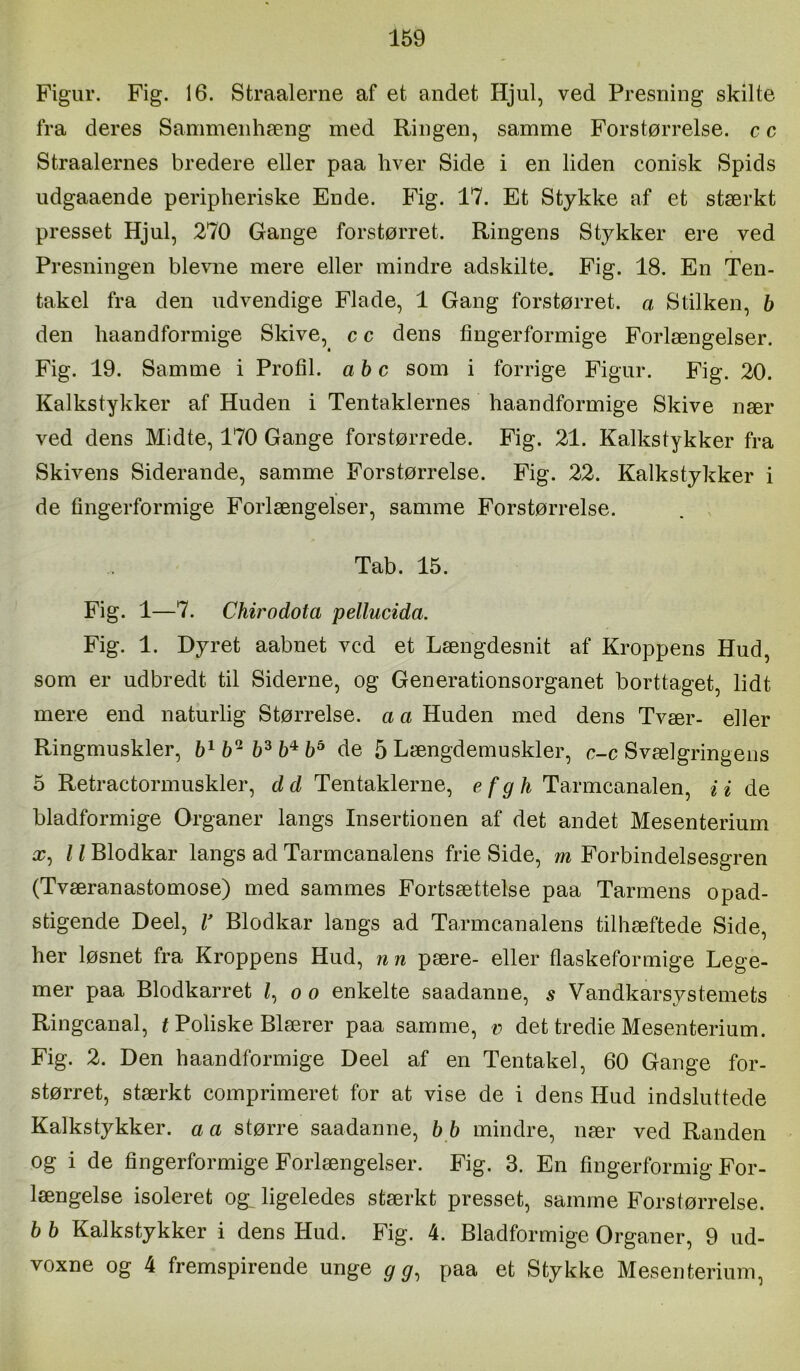 Figur. Fig. 16. Straalerne af et andet Hjul, ved Presning skilte fra deres Sammenhæng med Ringen, samme Forstørrelse, c c Straalernes bredere eller paa hver Side i en liden conisk Spids udgaaende peripheriske Ende. Fig. 17. Et Stykke af et stærkt presset Hjul, 270 Gange forstørret. Ringens Stykker ere ved Presningen bievne mere eller mindre adskilte. Fig. 18. En Ten- takel fra den udvendige Flade, 1 Gang forstørret, a Stilken, b den haandformige Skive, c c dens fingerformige Forlængelser. Fig. 19. Samme i Profil, abc som i forrige Figur. Fig. 20. Kalkstykker af Huden i Tentaklernes haandformige Skive nær ved dens Midte, 170 Gange forstørrede. Fig. 21. Kalkstykker fra Skivens Siderande, samme Forstørrelse. Fig. 22. Kalkstykker i de fingerformige Forlængelser, samme Forstørrelse. Tab. 15. Fig. 1—7. Chirodota pellucida. Fig. 1. Dyret aabnet ved et Længdesnit af Kroppens Hud, som er udbredt til Siderne, og Generationsorganet borttaget, lidt mere end naturlig Størrelse, a a Huden med dens Tvær- eller Ringmuskler, fei b'^ b^ b^ de 5 Længdemuskler, c-c Svælgringeiis 5 Retractormuskler, dd Tentaklerne, eTarmcanalen, de bladformige Organer langs Insertionen af det andet Mesenteriurn 07, /1 Blodkar langs ad Tarmcanalens frie Side, m Forbindelsesgren (Tværanastomose) med sammes Fortsættelse paa Tarmens opad- stigende Deel, V Blodkar langs ad Tarmcanalens tilhæftede Side, her løsnet fra Kroppens Hud, n n pære- eller flaskeformige Lege- mer paa Blodkarret o o enkelte saadanne, s Vandkarsystemets Ringcanal, ^ Poliske Blærer paa samme, v det tredie Mesenteriurn. Fig. 2. Den haandformige Deel af en Tentakel, 60 Gange for- størret, stærkt comprimeret for at vise de i dens Hud indsluttede Kalkstykker, a a større saadanne, b b mindre, nær ved Randen og i de fingerformige Forlængelser. Fig. 3. En fingerformig For- længelse isoleret og ligeledes stærkt presset, samme Forstørrelse. b b Kalkstykker i dens Hud. Fig. 4. Bladformige Organer, 9 ud- voxne og 4 fremspirende unge g paa et Stykke Mesenteriurn,