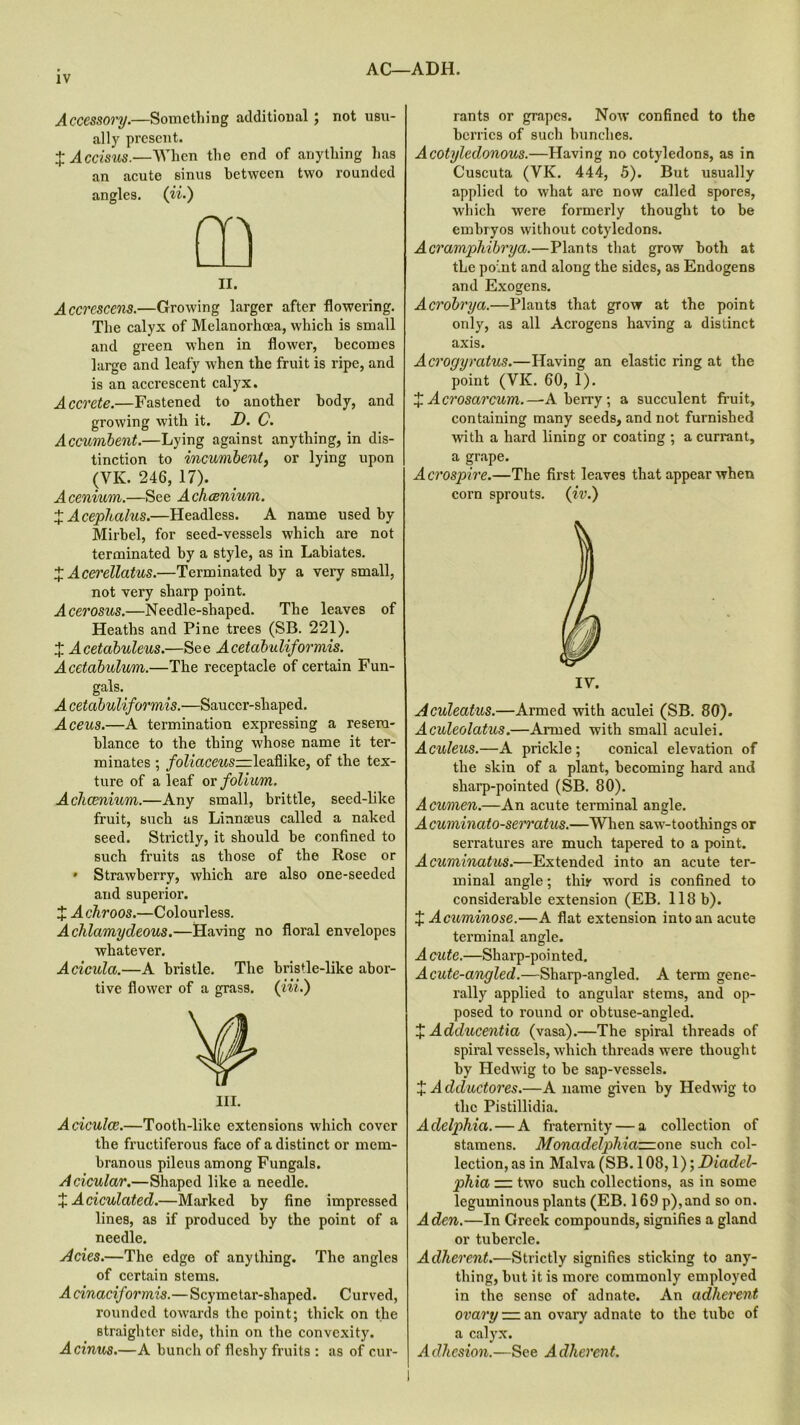 AC—ADH. Accessory.—Something additional ; not usu- ally present. + Accisus.—When the end of anything has an acute sinus between two rounded angles. ([ii•) m 11. Accrescens.—Growing larger after flowering. The calyx of Melanorhcea, which is small and green when in flower, becomes large and leafy when the fruit is ripe, and is an accrescent calyx. Accrete.—Fastened to another body, and growing with it. D. C. Accumbent.—Lying against anything, in dis- tinction to incumbent, or lying upon (VK. 246, 17). Acenium.—See Achcenium. XAcephalus.—Headless. A name used by Mirbel, for seed-vessels which are not terminated by a style, as in Labiates. X Acerellatus.—Terminated by a very small, not very sharp point. Acerosus.—Needle-shaped. The leaves of Heaths and Pine trees (SB. 221). X Acetabuleus.—See Acetabuliformis. Acetabulum.—The receptacle of certain Fun- gals. Acetabuliformis.—Saucer-shaped. Aceus.—A termination expressing a resem- blance to the thing whose name it ter- minates ; foliaceuszzzlea&ike, of the tex- ture of a leaf or folium. Achcenium.—Any small, brittle, seed-like fruit, such as Linnarus called a naked seed. Strictly, it should be confined to such fruits as those of the Rose or * Strawbei’ry, which are also one-seeded and superior. X Achroos.—Colourless. Aclilamydeous.—Having no floral envelopes whatever. Acicula.—A bristle. The bristle-like abor- tive flower of a grass. (Hi.) III. Aciculce.—Tooth-like extensions which cover the fructiferous face of a distinct or mem- branous pileus among Fungals. Acicular.—Shaped like a needle. X A ciculated.—Marked by fine impressed lines, as if produced by the point of a needle. Acies.—The edge of anything. The angles of certain stems. Acinaciformis.—Scymetar-shaped. Curved, rounded towards the point; thick on the straightcr side, thin on the convexity. Acinus.—A bunch of fleshy fruits : as of cur- rants or grapes. Now confined to the berries of such bunches. Acotyledonous.—Having no cotyledons, as in Cuscuta (VK. 444, 5). But usually applied to what are now called spores, which were formerly thought to be embryos without cotyledons. Acramphibrya.—Plants that grow both at the point and along the sides, as Endogens and Exogens. Acrobrya.—Plants that grow at the point only, as all Acrogens having a distinct axis. Acrogyratus.—Having an elastic ring at the point (VK. 60, 1). X Acrosarcum.—-A berry; a succulent fruit, containing many seeds, and not furnished with a hard lining or coating ; a cun-ant, a grape. Acrospire.—The first leaves that appear when corn sprouts. (iv.) IV. Aculeatus.—Armed with aculei (SB. 80). Aculeolatus.—Armed with small aculei. Aculeus.—A prickle; conical elevation of the skin of a plant, becoming hard and sharp-pointed (SB. 80). Acumen.—An acute terminal angle. Acuminato-serratus.—When saw-toothings or serratures are much tapered to a point. Acuminatus.—Extended into an acute ter- minal angle; thir word is confined to considerable extension (EB. 118 b). X Acuminose.—A flat extension into an acute terminal angle. Acute.—Sharp-pointed. Acute-angled.—Sharp-angled. A term gene- rally applied to angular stems, and op- posed to round or obtuse-angled. + Adducentia (vasa).—The spiral threads of spiral vessels, which threads were thought by Hedwig to be sap-vessels. X Adductores.—A name given by Hedwig to the Pistillidia. Aclelphia. — A fraternity — a collection of stamens. Monadelpliia—one such col- lection, as in Malva (SB. 108,1); Diadcl- phia — two such collections, as in some leguminous plants (EB. 169 p),and so on. Aden.—In Greek compounds, signifies a gland or tubercle. Adherent.—Strictly signifies sticking to any- thing, but it is more commonly employed in the sense of adnate. An adherent ovary — an ovary adnate to the tube of a calyx. Adhesion.—See Adherent.