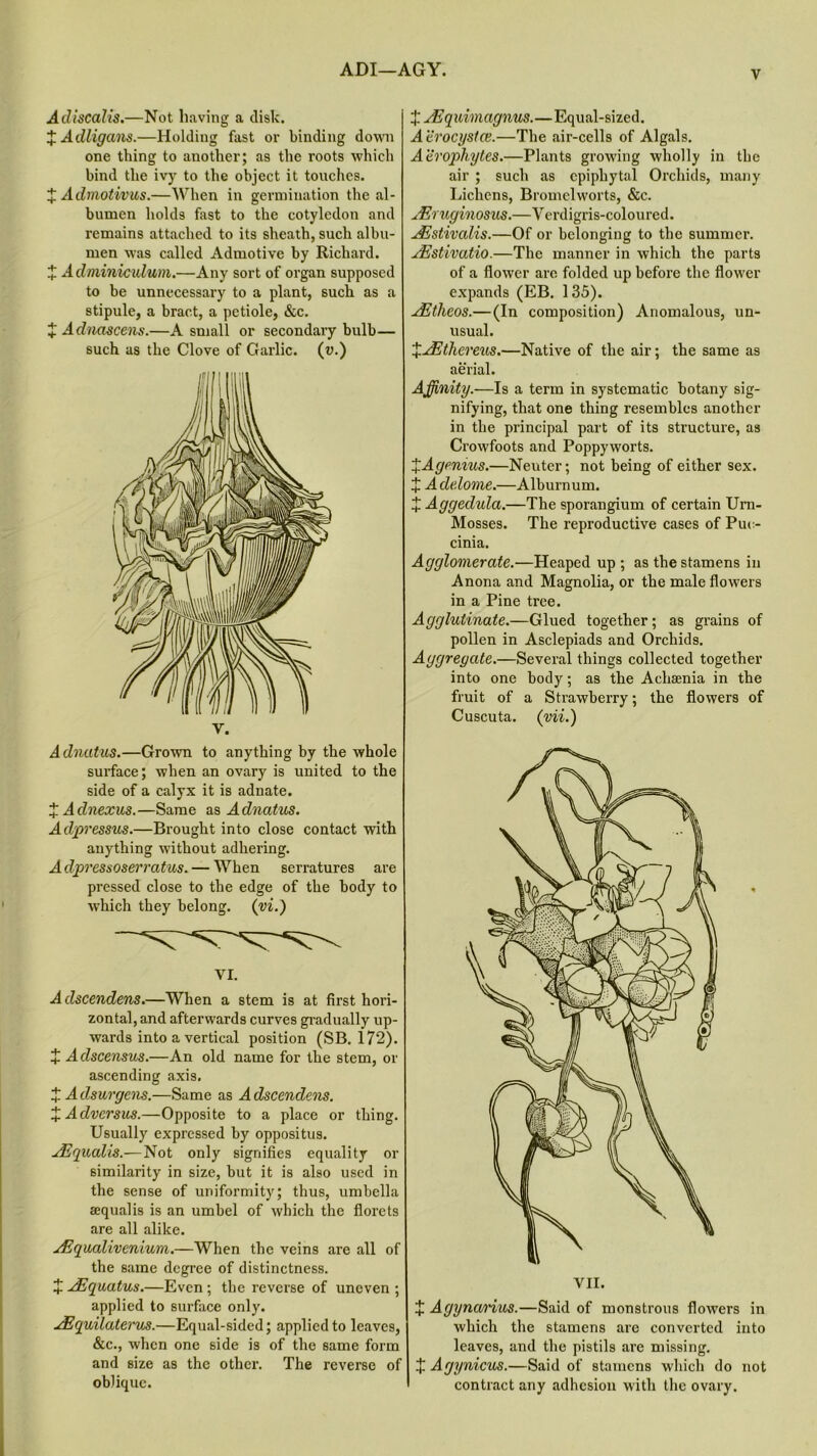 ADI—AGY. Acliscalis.—Not having a disk. %Adligans.—Holding fast or binding down one thing to another; as the roots which hind the ivy to the object it touches. XAdmotivus.—When in germination the al- bumen holds fast to the cotyledon and remains attached to its sheath, such albu- men was called Admotive by Richard. X Adminiculum.—Any sort of organ supposed to be unnecessary to a plant, such as a stipule, a bract, a petiole, &c. £ A dnascens.—A small or secondary bulb— such as the Clove of Garlic, (u.) A dnatus.—Grown to anything by the whole surface; when an ovary is united to the side of a calyx it is adnate. X Adnexus.—Same as A dnatus. Adpressus.—Brought into close contact with anything without adhering. Adpressoserratus.— When serratures are pressed close to the edge of the body to which they belong, (m.) YI. Adscendens.—When a stem is at first hori- zontal, and afterwards curves gradually up- wards into a vertical position (SB. 172). X Adscensus.—An old name for the stem, or ascending axis. X Adsurgens.—Same as Adscendens. X Advcrsus.—Opposite to a place or thing. Usually expressed by oppositus. jEqualis.— Not only signifies equality or similarity in size, but it is also used in the sense of uniformity; thus, umbella aequalis is an umbel of which the florets are all alike. AEqualivenium.—When the veins are all of the same degree of distinctness. X AEquatus.—Even; the reverse of uneven ; applied to surface only. ^Equilaterus.—Equal-sided; applied to leaves, &c., when one side is of the same form and size as the other. The reverse of oblique. X JEqidmagnus.—Equal-sized. Aerocystce.—The air-cells of Algals. Aiirophytes.—Plants growing wholly in the air ; such as epiphytal Orchids, many Lichens, Bromclworts, &c. uEruginosus.—Verdigris-coloured. JEstivalis.—Of or belonging to the summer. AEstivatio.—The manner in which the parts of a flower are folded up before the flower expands (EB. 135). uEtheos.—(In composition) Anomalous, un- usual. X^Ethereus.—Native of the air; the same as aerial. Affinity.—Is a term in systematic botany sig- nifying, that one thing resembles another in the principal part of its structure, as Crowfoots and Poppyworts. XAgenius.—Neuter; not being of either sex. X Adelome.—Alburnum. X Aggedula.—The sporangium of certain Urn- Mosses. The reproductive cases of Puo cinia. Agglomerate.—Heaped up ; as the stamens in Anona and Magnolia, or the male flowers in a Pine tree. Agglutinate.—Glued together; as grains of pollen in Asclepiads and Orchids. Aggregate.—Several things collected together into one body; as the Achsenia in the fruit of a Strawberry; the flowers of Cuscuta. (vii.) X Agynarius.—Said of monstrous flowers in which the stamens are converted into leaves, and the pistils are missing. £ Agynicus.—Said of stamens which do not contract any adhesion with the ovary.