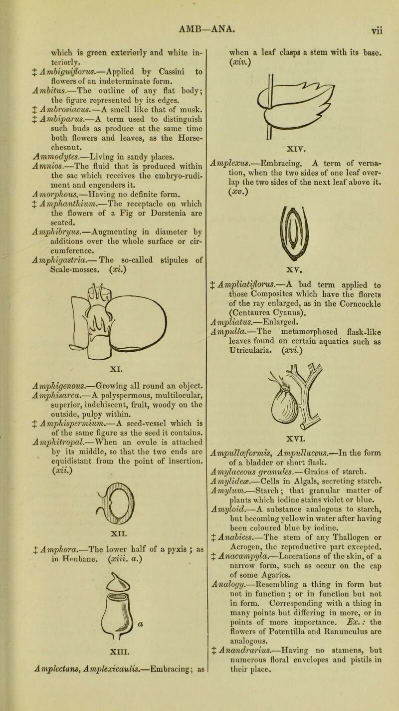 AMB—ANA. which is green exteriorly and white in- teriorly. X Ambiguijlorus.—Applied by Cassini to flowers of an indeterminate form. Ambitus.—The outline of any flat body; the figure represented by its edges. J Ambrosiacus.—A smell like that of musk. X Ambiparus.—A term used to distinguish such buds as produce at the same time both flowers and leaves, as the Horse- c.hesnut. Ammodytes.—Living in sandy places. Amnios.—The fluid that is produced within the sac which receives the embryo-rudi- ment and engenders it. A morphous.—Having no definite form. X A mphantkium.—The receptacle on which the flowers of a Fig or Dorstenia are seated. Amphibryus.—Augmenting in diameter by additions over the whole surface or cir- cumference. Amphigastria.— The so-called stipules of Scale-mosses. ([xi.) Amphigenous.—Growing all round an object. Aviphisarca.—A polyspermous, multilocular, superior, indehiscent, fruit, woody on the outside, pulpy within. X Amphispermium.—A seed-vessel which is of the same figure as the seed it contains. Amphitropal.—When an ovule is attached by its middle, so that the two ends are equidistant from the point of insertion. (xii.) XII. X Amphora.—The lower half of a pyxis ; as in Henbane. (xiii. a.) XIII. Vll when a leaf clasps a stem with its base. (xiv.) Amplcxus.—Embracing. A term of verna- tion, when the two sides of one leaf over- lap the two sides of the next leaf above it. (xv.) XV. X Ampliatiflorus.—A had term applied to those Composites which have the florets of the ray enlarged, as in the Corncockle (Centaurea Cyanus). Ampliatus.—Enlarged. Ampulla.—The metamorphosed flask-like leaves found on certain aquatics such as Utricularia. (xvi.) Ampidlceformis, Ampullaceus.—In the form of a bladder or short flask. Amylaceous granules.—Grains of starch. Amylidece.—Cells in Algals, secreting starch. Amylum.—Starch; that granular matter of plants which iodine stains violet or blue. Amyloid.—A substance analogous to starch, but becoming yellow in water after having been coloured blue by iodine. X Anabices.—The stem of any Thallogen or Acrogen, the reproductive part excepted. X Anacampyla.—Lacerations of the skin, of a narrow form, such as occur on the cap of some Agarics. Analogy.—Resembling a thing in form but not in function ; or in function but not in form. Corresponding with a thing in many points but differing in more, or in points of more importance. Ex.: the flowers of Potcntilla and Ranunculus are analogous. X Anandrarius.—Having no stamens, but numerous floral envelopes and pistils in their place. Amplectuns, Ampltxicaulis.—Embracing; as