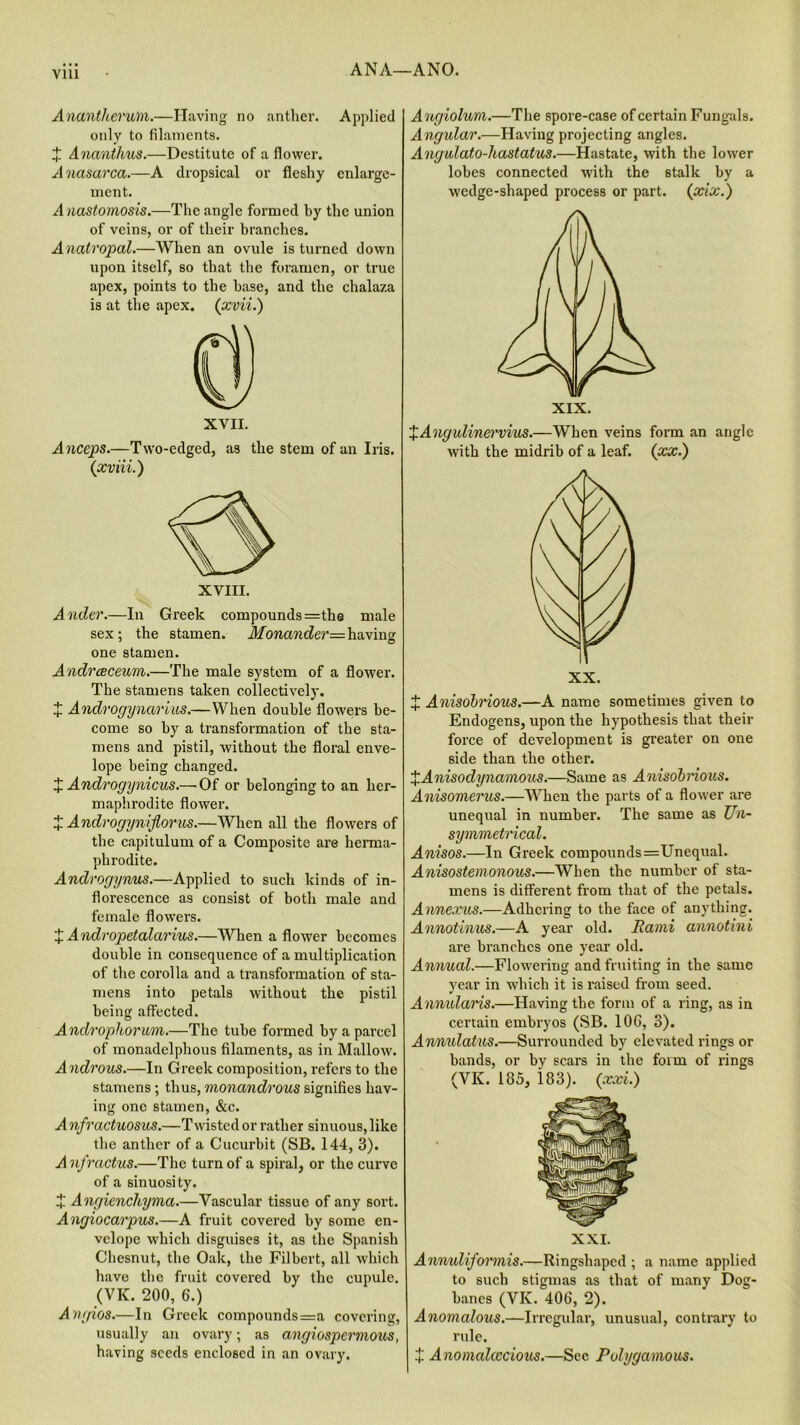 Vlll ANA—ANO. Anantherum.—Having no anther. Applied only to filaments. X Ananthus.—Destitute of a flower. Anasarca.—A dropsical or fleshy enlarge- ment. A nastomosis.—The angle formed by the union of veins, or of their branches. Anatropal.—When an ovule is turned down upon itself, so that the foramen, or true apex, points to the base, and the chalaza is at the apex. (xvii.) XVII. Anccps.—Two-edged, as the stem of an Iris. (xviii.) Ander.—In Greek compounds =the male sex; the stamen. Monander= having one stamen. A ndreeceum.—The male system of a flower. The stamens taken collectively. X Androgynarius.—When double flowers be- come so by a transformation of the sta- mens and pistil, without the floral enve- lope being changed. X Androgynicus.—'Of or belonging to an her- maphrodite flower. X Androgyniflorus.—When all the flowers of the capitulum of a Composite are herma- phrodite. Androgyrms.—Applied to such kinds of in- florescence as consist of both male and female flowers. X Andropetalarius.—When a flower becomes double in consequence of a multiplication of the corolla and a transformation of sta- mens into petals without the pistil being affected. Androphorum.—The tube formed by a parcel of monadelphous filaments, as in Mallow. Androus.—In Greek composition, refers to the stamens; thus, monandvous signifies hav- ing one stamen, &c. Anfractuosus.—Twisted or rather sinuous, like the anther of a Cucurbit (SB. 144, 3). A nfractus.—The turn of a spiral, or the curve of a sinuosity. X Angienchyma.—Vascular tissue of any sort. Angiocarpus.—A fruit covered by some en- velope which disguises it, as the Spanish Cliesnut, the Oak, the Filbert, all which have the fruit covered by the cupule. (VK. 200, 6.) Angios.—In Greek compounds =a covering, usually an ovary; as angiospermous, having seeds enclosed in an ovary. Angiolum.—The spore-case of certain Fungals. Angular.—Having projecting angles. Angulato-hastatus.—Hastate, with the lower lobes connected with the stalk by a wedge-shaped process or part. (xix.) XAngulinervius.—When veins form an angle with the midrib of a leaf. ('xx.) X Anisobrious.—A name sometimes given to Endogens, upon the hypothesis that their force of development is greater on one side than the other. XAnisodynamous.—Same as Anisobnous. Anisomerus.—When the parts of a flower are unequal in number. The same as Un- symmetrical. Anisos.—In Greek compounds=Unequal. Anisostemonous.—When the number of sta- mens is different from that of the petals. Annexus.—Adhering to the face of anything. Annotimis.—A year old. Rami annotini are branches one year old. Annual.—Flowering and fruiting in the same year in which it is raised from seed. Annularis.—Having the form of a ring, as in certain embryos (SB. 10G, 3). Anmdatus.—Surrounded by elevated rings or bands, or by scars in the form of rings (VK. 185, 183). (xxi.) XXI. Annuliformis.—Ringshaped ; a name applied to such stigmas as that of many Dog- banes (VIv. 40G, 2). Anomalous.—Irregular, unusual, contrary to rule. X Anomalcccious.—Sec Polygamous.