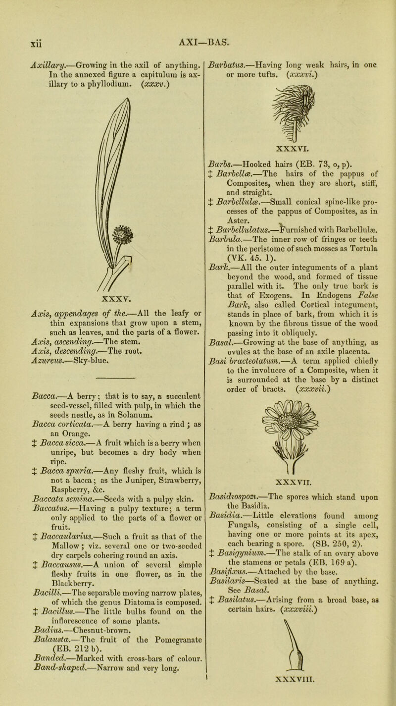 AXI—BAS. Xll Axillary.—Growing in the .axil of anything. In the annexed figure a capitulum is ax- illary to a pliyllodium. (xxxv.) XXXV. Axis, appendages of the.—All the leafy or thin expansions that grow upon a stem, such as leaves, and the parts of a flower. Axis, ascending.—The stem. Axis, descending.—The root. A zureus.—Sky-blue. Bacca.—A berry; that is to say, a succulent seed-vessel, filled with pulp, in which the seeds nestle, as in Solanum. Bacca corticata.—A berry having a rind ; as an Orange. X Bacca sicca.—A fruit which is a berry when unripe, but becomes a dry body when ripe. X Bacca spuria.—Any fleshy fruit, which is not a bacca; as the Juniper, Strawberry, Raspberry, &c. Baccata semina.—Seeds with a pulpy skin. Baccatus.—Having a pulpy texture; a term only applied to the parts of a flower or fruit. J Baccaulanus.—Such a fruit as that of the Mallow; viz. several one or two-sccded dry carpels cohering round an axis. X Baccausus.—A union of several simple fleshy fruits in one flower, as in the Blackberry. Bacilli.—The separable moving narrow plates, of which the genus Diatomais composed. + Bacillus.—The little bulbs found on the inflorescence of some plants. Badius.—Chesnut-brown. Balausta.—The fruit of the Pomegranate (EB. 212 b). Banded.—Marked with cross-bars of colour. Band-shaped.—Narrow and very long. Barhatus.—Having long weak hairs, in one or more tufts, (xxxvi.) XXXVI. Barbs.—Hooked hairs (EB. 73, o, p). X Barbellce.—The hairs of the pappus of Composites, when they are short, stiff, and straight. X Barbcllidce.—Small conical spine-like pro- cesses of the pappus of Composites, as in Aster. X Barbellidatus.—Furnished with Barbelluhe. Barbula.—The inner row of fringes or teeth in the peristome of such mosses as Tortula (VK. 45. 1). Baric.—All the outer integuments of a plant beyond the wood, and formed of tissue parallel with it. The only true bark is that of Exogens. In Endogens False Bark, also called Cortical integument, stands in place of bark, from which it is known by the fibrous tissue of the wood passing into it obliquely. Basal.—Growing at the base of anything, as ovules at the base of an axile placenta. Basi bracteolatum.—A term applied chiefly to the involucre of a Composite, when it is surrounded at the base by a distinct order of bracts. (xxxvii.) XXXVII. Basidiospozi.—The spores which stand upon the Basidia. Basidia.—Little elevations found among Fungals, consisting of a single cell, having one or more points at its apex, each bearing a spore. (SB. 250, 2). X Basigynium.—The stalk of an ovary above the stamens or petals (EB. 169 a). Basifixus.—Attached by the base. Basilaris—Seated at the base of anything. See Basal. X Basilatus.—Arising from a broad base, as certain hairs, (xxxviii.') 1 XXXVIII.