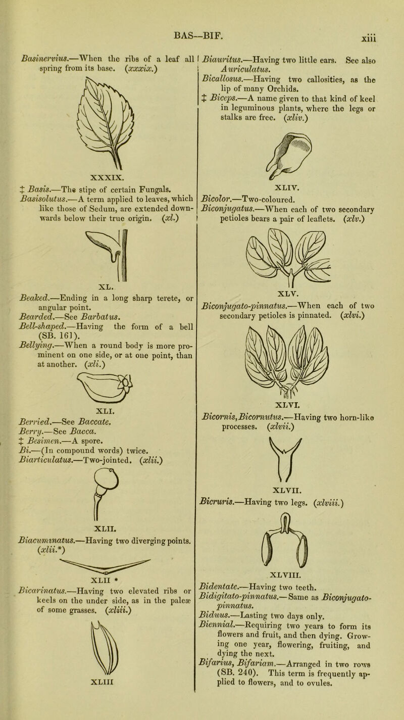 BAS—BIF. xiu Basinervius.—When the ribs of a leaf all I Biauritus.—Having two little ears. Sec also spring from its base. (pcxxix.) t Basis.—The stipe of certain Fungals. Basisolutus.—A term applied to leaves, which like those of Sedum, are extended dow'n- wards below their true origin, (xl.) Aw'iculatus. Bicallosus.—Having two callosities, as the lip of many Orchids. J Biceps.—A name given to that kind of keel in leguminous plants, where the legs or stalks are free. (xliv.) XL. Beaked.—Ending in a long sharp terete, or angular point. Bearded.—See Barbatus. BelLshaped.—Having the form of a hell (SB. 161). Bellying.—When a round body is more pro- minent on one side, or at one point, than at another. (xli.) XLI. Berried.—See Baccate. Berry.—See Bacca. X Besimen.—A spore. Bi.—(In compound words) twice. Biart icidatus.—Two-jointed. (xlii.) XLII. Biacummatus.—Having two diverging points. {xlii.*) XLII * Bicarinatus.—Having twTo elevated ribs or keels on the under side, as in the paleae of some grasses, {xliii.) XLIII XLIY. Bicolor.—Two-coloured. Biconjugatus.—When each of two secondary petioles bears a pair of leaflets. (xlv.) XLY. Biconjugato-pinnatus.—When each of two secondary petioles is pinnated, {xlvi.) XL VI. Bicornis,Bicornutus.—Having two horn-like processes, {xlvii.) XLVII. Bicruns.—Having two legs, {xlviii.) XLVIII. Bidentate.—Having two teeth. Bidigitato-pinnatus.—Same as Biconjugato- pinnatus. Biduus.—Lasting twro days only. Biennial.—Requiring two years to form its flowers and fruit, and then dying. Grow- ing one year, flowering, fruiting, and dying the next. Bifarius, Bifaria.m..—Arranged in two row's (SB. 240). This term is frequently ap- plied to flowers, and to ovules.