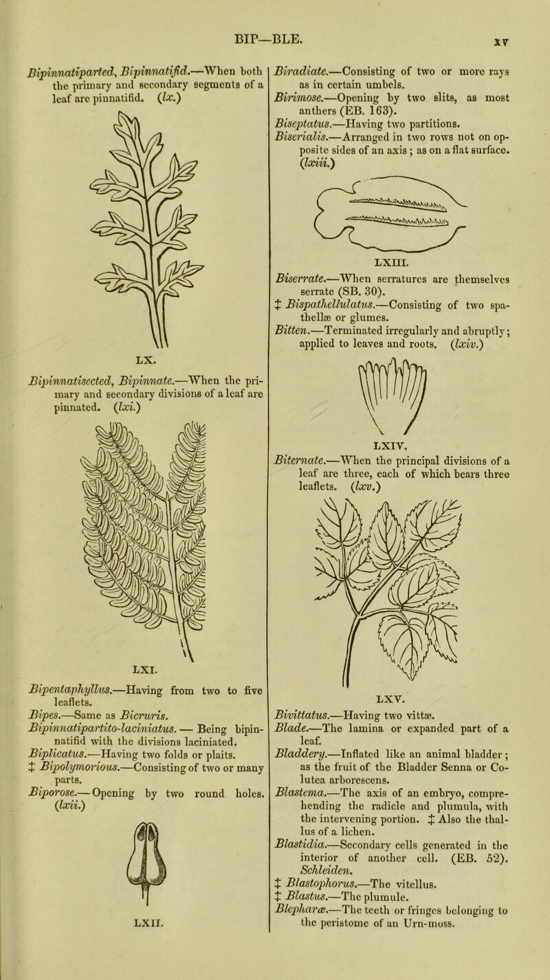 Bipinnatipartcd, Bipinnatijid.—When both the primary and secondary segments of a leaf are piunatifid. (lx.) Bipinnatisected, Bipiwnate.—When the pri- mary and secondary divisions of a leaf are pinnated. (Ixi.) Bipentaphyllus.—Having from two to five leaflets. Bipes.—Same as Bicruris. Bipinnatipartito-laciniatus. — Being bipin- natifid with the divisions laciniated. Biplicatus.—Having two folds or plaits. + Bipolymorious.—Consisting of two or many parts. Biporose.— Opening by two round holes. (Ixii.) Biradiate.—Consisting of two or more rays as in certain umbels. Binmose.—Opening by two slits, as most anthers (EB. 163). Biseptatus.—Having two partitions. Biserialis.—Arranged in two rows not on op- posite sides of an axis ; as on aflat surface. (Ixiii.) Biserrate.—When serraturcs are themselves serrate (SB. 30). + Bispathellulatus.—Consisting of two spa- thellse or glumes. Bitten.—Terminated irregularly and abruptly; applied to leaves and roots. (Ixiv.) LXIV. Biternate.—When the principal divisions of a leaf are three, each of which bears three leaflets. (Ixv.) Bivittatus.—Having two vittae. Blade.—The lamina or expanded part of a leaf. Bladdery.—Inflated like an animal bladder ; as the fruit of the Bladder Senna or Co- lutea arborescens. Blastema.—The axis of an embryo, compre- hending the radicle and plumula, with the intervening portion. J Also the thal- lus of a lichen. Blastidia.—Secondary cells generated in the interior of another cell. (EB. 52). Schleiden. + Blastophorus.—The vitellus. + Blastus.—The plumule. Blepliarce.—The teeth or fringes belonging to the peristome of an Urn-moss. LX1I.