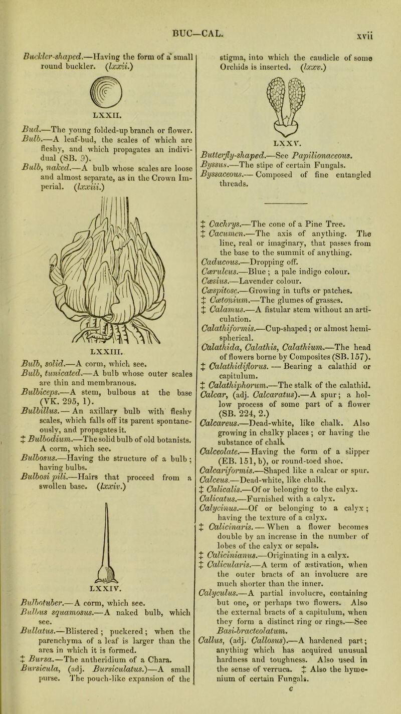 BUG—CAL. XVII Buckler-shaped.—Having the form of a' small round buckler. (Ixxii.) LXXII. Bud.—The young folded-up branch or flower. Bulb.—A leaf-bud, the scales of which are fleshy, and which propagates an indivi- dual (SB. 9). Bulb, naked.—A bulb whose scales are loose and almost separate, as in the Crown Im- perial. (Ixxiii.) Bulb, solid.—A corm, which see. Bulb, tunicated.—A bulb whose outer scales are thin and membranous. Bulbiceps.—A stem, bulbous at the base (VK. 295, 1). Bulbillus.— An axillary bulb with fleshy scales, which falls off its parent spontane- ously, and propagates it. X Bulbodium.—The solid bulb of old botanists. A corm, which see. Bulbosus.—Having the structure of a bulb ; having bulbs. Bulbosi pili.—Hairs that proceed from a swollen base. (Ixxiv.) LX XIV. Bulbotuber.—A corm, which sec. Bulbus squamosus.—A naked bulb, which see. Bullatus.—Blistered ; puckered ; when the parenchyma of a leaf is larger than the area in which it is formed. X Bursa.—The anthcridium of a Chara. Bursicula, (adj. Bursiculatus.)—A small purse. The pouch-like expansion of the stigma, into which the caudiclc of some Orchids is inserted. (Jxxv.) LXXV. Butterfly-shaped.—See Papilionaceous. Byssus.—The stipe of certain Fungals. Byssaceous.— Composed of fine entangled threads. X Cachvys.—The cone of a Pine Tree. X Cacumen.—The axis of anything. The line, real or imaginary, that passes from the base to the summit of anything. Caducous.—Dropping off. Ccerulcus.—Blue ; a pale indigo colour. Ccesius.—Lavender colour. Ccespitosc.—Growing in tufts or patches. X Ccetonium.—The glumes of grasses. X Calamus.—A fistular stem without an arti- culation. Calathiformis.—Cup-shaped; or almost hemi- spherical. Cttlathida, Calathis, Calathium.—The head of flowers borne by Composites (SB. 157). X Calathidiflorus. — Bearing a calathid or capitulum. + Calathiphorum.—The stalk of the calathid. Calcar, (adj. Calcaratus).—A spur; a hol- low process of some part of a flower (SB. 224, 2.) Calcareus.—Dead-white, like chalk. Also growing in chalky places ; or having the substance of chalk Calceolate.— Having the form of a slipper (EB. 151, b), or round-toed shoe. Calcariformis.—Shaped like a calcar or spur. Calceus.—Dead-white, like chalk. X Calicalis.—Of or belonging to the calyx. Calicatus.—Furnished with a calyx. Calycinus.—Of or belonging to a calyx; having the texture of a calyx. X Calicinaris. — When a flower becomes double by an increase in the number of lobes of the calyx or sepals. + Culicinianus.—Originating in a calyx. + Calicularis.—A term of activation, when the outer bracts of an involucre are much shorter than the inner. Calyculus.—A partial involucre, containing but one, or perhaps two flowers. Also the external bracts of a capitulum, when they form a distinct ring or rings.—See Basi-bracteolatim. Callus, (adj. Callosus).—A hardened part; anything which has acquired unusual hardness and toughness. Also used in the sense of verruca. X Also the hyrne- nium of certain Fungals. c