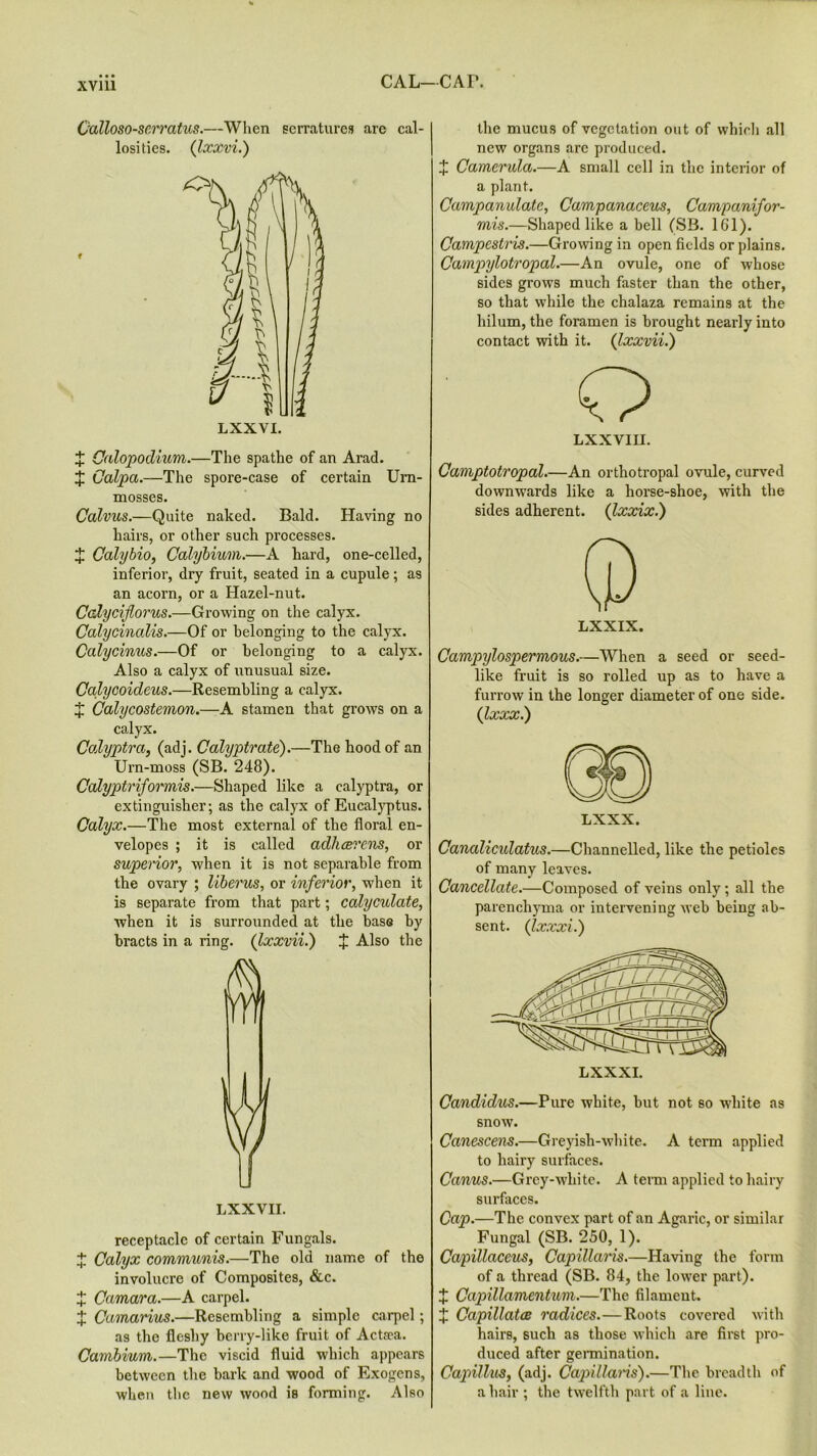 CAL-CAF. Oalloso-serratus.—When serratures are cal- losities. (Ixxvi.) LXXVI. % Qalopodium.—The spathe of an Arad. J Calpa.—The spore-case of certain Urn- mosses. Calvus.—Quite naked. Bald. Having no hairs, or other such processes. X Calybio, Calybium.—A hard, one-celled, inferior, dry fruit, seated in a cupule; as an acorn, or a Hazel-nut. Cclycifiorus.—Growing on the calyx. Calycinalis.—Of or belonging to the calyx. Calycinus.—Of or belonging to a calyx. Also a calyx of unusual size. Calycoideus.—Resembling a calyx. X Calycostemon.—A stamen that grows on a calyx. Calyptra, (adi. Calyptrate).—The hood of an Urn-moss (SB. 248). Calyptriformis.—Shaped like a calyptra, or extinguisher; as the calyx of Eucalyptus. Calyx.—The most external of the floral en- velopes ; it is called adlicerens, or superior, when it is not separable from the ovary ; liberus, or inferior, when it is separate from that part; calyculate, when it is surrounded at the base by bracts in a ring. (Ixxvii.) + Also the LXXVII. receptacle of certain Fungals. X Calyx communis.—The old name of the involucre of Composites, &c. X Camara.—A carpel. X Camarius.—Resembling a simple carpel; as the fleshy berry-like fruit of Actsca. Cambium.—The viscid fluid which appears between the bark and wood of Exogcns, when the new wood is forming. Also the mucus of vegetation out of which all new organs are produced. X Camerula.—A small cell in the interior of a plant. Campanulate, Campanaceus, Campanifor- mis.—Shaped like a bell (SB. 161). Campestris.—Growing in open fields or plains. Cavnpylotropal.—An ovule, one of whose sides grows much faster than the other, so that while the chalaza remains at the hilum, the foramen is brought nearly into contact with it. (Ixxvii.) Q LXXVIII. Camptotropal.—An orthotropal ovule, curved downwards like a horse-shoe, with the sides adherent. (Ixxix.) LXXIX. Campylospermous.—When a seed or seed- like fruit is so rolled up as to have a furrow in the longer diameter of one side. (Ixxx.) LXXX. Canalicidatus.—Channelled, like the petioles of many leaves. Cancellate.—Composed of veins only; all the parenchyma or intervening web being ab- sent. (Ixxxi.) CandidiLS.—Pure white, but not so white as snow. Canescens.—Greyish-white. A term applied to hairy surfaces. Canus.—Grey-white. A term applied to hairy surfaces. Cap.—The convex part of an Agaric, or similar Fungal (SB. 250, 1). Capillaceus, Capillaris.—Having the form of a thread (SB. 84, the lower part). X Capillamentum.—The filament. X Capillatce radices.—Roots covered with hairs, such as those which are first pro- duced after germination. Capilhis, (adj. Capillaris).—The breadth of a hair; the twelfth part of a line.