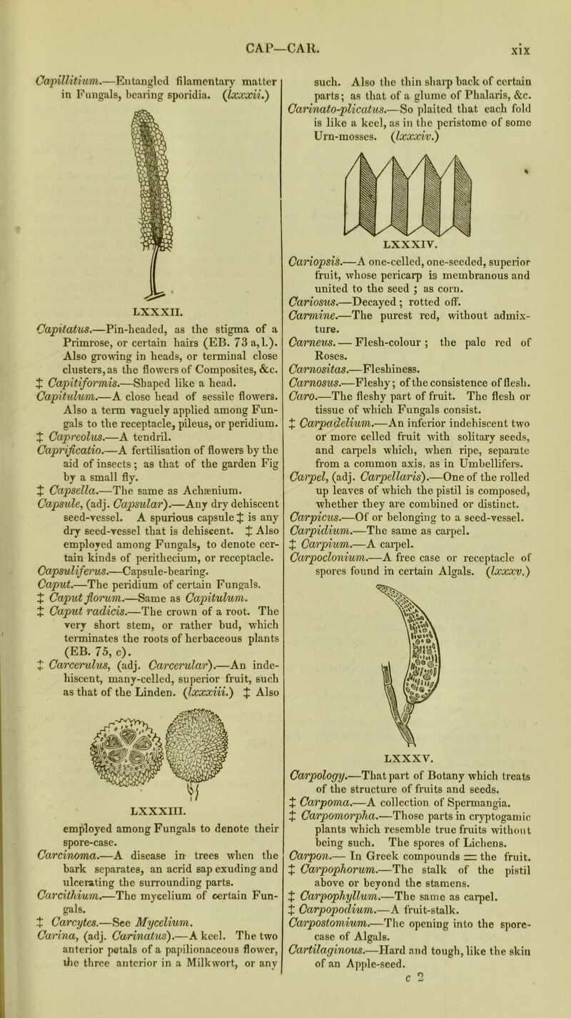 CAP—CAR. Capillitium.—Entangled filamentary matter in Fungals, bearing sporidia. Qxxxii.) LXXXII. Capitatus.—Pin-headed, as the stigma of a Primrose, or certain hairs (EB. 73 a, 1.). Also growing in heads, or terminal close clusters, as the flowers of Composites, &c. X Capitiformis.—Shaped like a head. Capitulum.—A close head of sessile flowers. Also a term vaguely applied among Fun- gals to the receptacle, pileus, or peridium. £ Capreolus.—A tendril. Caprificatio.—A fertilisation of flowers by the aid of insects; as that of the garden Fig by a small fly. + Capsella.—The same as Achaenium. Capsule, (adj. Capsular).—Any dry dehiscent seed-vessel. A spurious capsule X is any dry seed-vessel that is dehiscent, t Also employed among Fungals, to denote cer- tain kinds of perithecium, or receptacle. Capsuliferus.—Capsule-bearing. Caput.—The peridium of certain Fungals. X Caput fioruru.—Same as Capitulum. £ Caput radicis.—The crown of a root. The very short stem, or rather bud, which tenninates the roots of herbaceous plants (EB. 75, c). t Carcerulus, (adj. Carcerular).—An inde- hiscent, many-celled, superior fruit, such as that of the Linden. (Ixxxiii.) J Also employed among Fungals to denote their spore-case. Carcinoma.—A disease in trees when the bark separates, an acrid sap exuding and ulcerating the surrounding parts. Carcilhium.—The mycelium of certain Fun- gals. X Carcytes.—See Mycelium. Carina, (adj. Cu/rinatus).—A keel. The two anterior petals of a papilionaceous flower, the three anterior in a Milkwort, or any such. Also the thin sharp back of certain parts; as that of a glume of Plialaris, &c. Carinato-plicatus.—So plaited that each fold is like a keel, as in the peristome of some Urn-mosses. (Ixxxiv.) Cariopsis.—A one-cclled, one-seeded, superior fruit, whose pericarp i3 membranous and united to the seed ; as corn. Cariosus.—Decayed ; rotted off. Carmine.—The purest red, without admix- ture. Garnetts. — Flesh-colour ; the pale red of Roses. Carnositas.—Fleshiness. Carnosus.—Fleshy; of the consistence of flesh. Caro.—The fleshy part of fruit. The flesh or tissue of which Fungals consist. X Carpctdelium.—An inferior indehiscent two or more celled fruit with solitary seeds, and carpels which, when ripe, separate from a common axis, as in Umbellifers. Carpel, (adj. Carpellaris).—One of the rolled up leaves of which the pistil is composed, whether they are combined or distinct. Carpicus.—Of or belonging to a seed-vessel. Carpidium.—The same as carpel. X Carpium.—A carpel. Carpoclonium.—A free case or receptacle of spores found in certain Algals. (Ixxxv.) Carpology.—That part of Botany which treats of the structure of fruits and seeds. + Carpoma.—A collection of Spermangia. X Carpomorpha.—Those parts in cryptogamic plants which resemble true fruits without being such. The spores of Lichens. Carpon.— In Greek compounds — the fruit. x Carpophorum.—The stalk of the pistil above or beyond the stamens. + Carpophyllum.—The same as carpel. X Carpopodium.—A fruit-stalk. Carpostomium.—The opening into the sporc- case of Algals. Cartilaginous.—Hard and tough, like the skin of an Apple-seed. c 2
