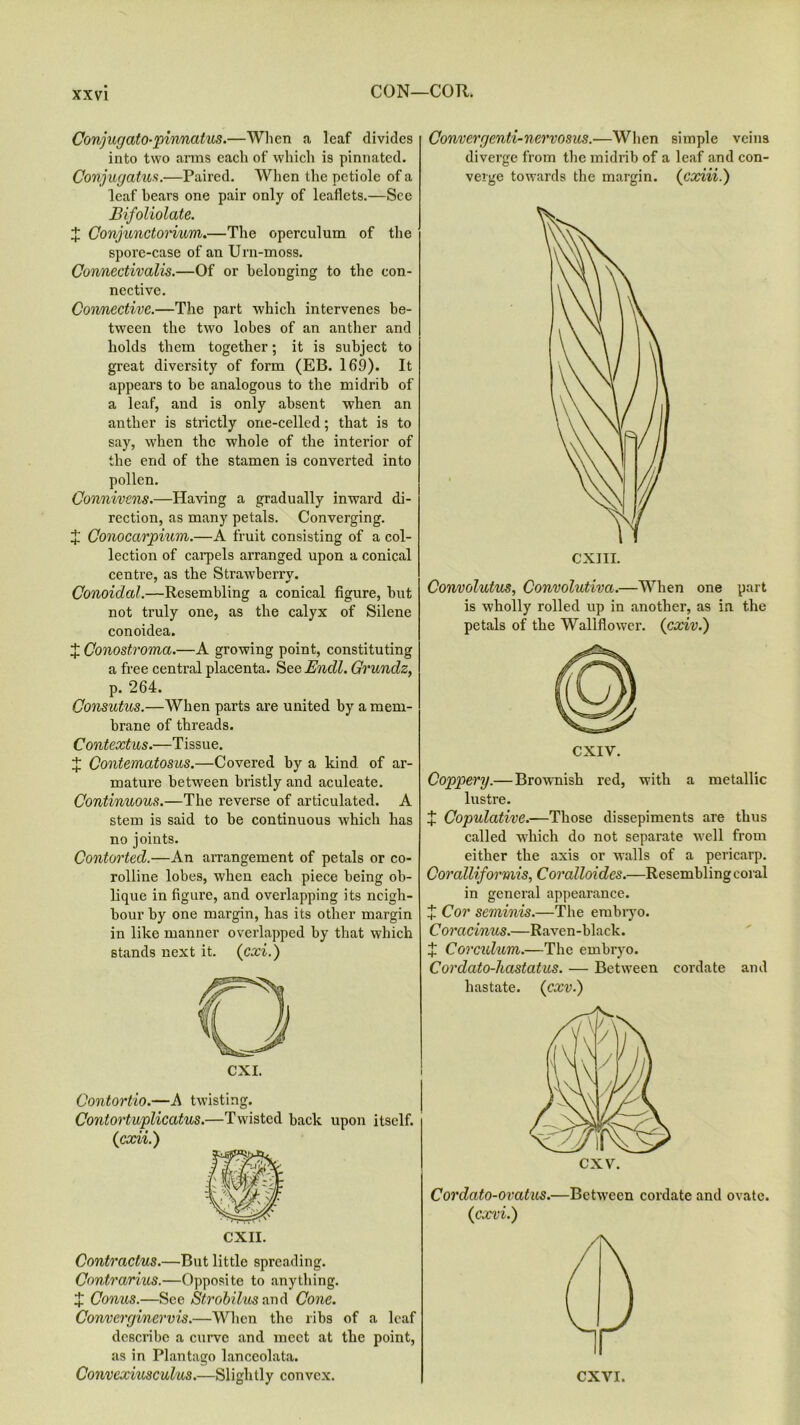 Conjugato-pirmatus.—When a leaf divides into two arms each of which is pinnated. Conjugatus.—Paired. When the petiole of a leaf bears one pair only of leaflets.—See Bifoliolate. X Conjunctorium.—The operculum of the spore-case of an Urn-moss. Connectivalis.—Of or belonging to the con- nective. Connective.—The part which intervenes be- tween the two lobes of an anther and holds them together; it is subject to great diversity of form (EB. 169). It appears to be analogous to the midrib of a leaf, and is only absent when an anther is strictly one-celled; that is to say, when the whole of the interior of the end of the stamen is converted into pollen. Connivens.—Having a gradually inward di- rection, as many petals. Converging. X Conocarpium.—A fruit consisting of a col- lection of carpels arranged upon a conical centre, as the Strawberry. Conoidal.—Resembling a conical figure, but not truly one, as the calyx of Silene conoidea. X Conostroma.—A growing point, constituting a free central placenta. See Endl. Grundz, p. 264. Consutus.—When parts are united by a mem- brane of threads. Contextus.—T issue. X Contematosus.—Covered by a kind of ar- mature between bristly and aculeate. Continuous.—The reverse of articulated. A stem is said to be continuous which has no joints. Contorted.—An arrangement of petals or co- rolline lobes, when each piece being ob- lique in figure, and overlapping its neigh- bour by one margin, has its other margin in like manner overlapped by that which stands next it. (Cxi.) Contortio.—A twisting. Contortuplicatus.—Twisted back upon itself, (icxii.) CXII. Contractus.—But little spreading. Contrarius.—Opposite to anything. £ Conus.—See Strobilus and Cone. Converginervis.—When the ribs of a leaf describe a curve and meet at the point, as in Plantago lanceolata. Convexiusculus.—Slightly convex. Convergenti-nervosus.—When simple veins diverge from the midrib of a leaf and con- verge towards the margin, (cxiii.) Convolutus, Convolutiva.—When one part is wholly rolled up in another, as in the petals of the Wallflower. (cxiv.) CXIV. Coppery.—Brownish red, with a metallic lustre. X Copulative.—Those dissepiments are thus called which do not separate well from either the axis or walls of a pericarp. Coralliformis, Coralloides.—Resembling coral in general appearance. X Cor seminis.—The embryo. Coracinus.—Raven-black. X Corculum.—The embryo. Cordato-hastatus. — Between cordate and hastate. (cxv.) Cordato-oratus.—Between cordate and ovate. (cxvi.) CXVI.