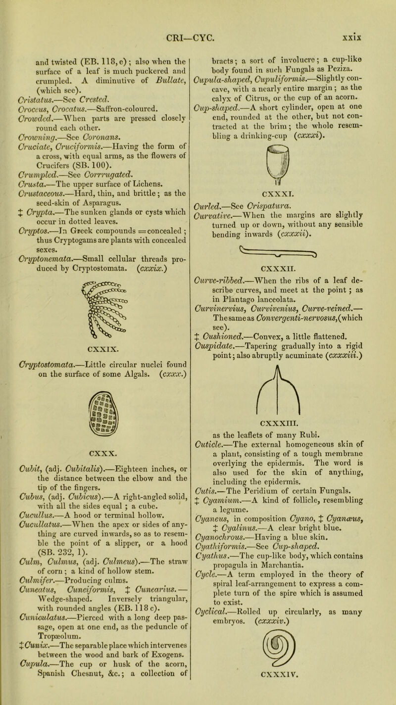 and twisted (EB. 118, e) ; also when the surface of a leaf is much puckered and crumpled. A diminutive of Bullatc, (which see). Ci'istatus.—See Crested. Croce us, Crocatus.—Saffron-coloured. Crowded.—When parts are pressed closely round each other. Crowning.—See Coronans. Cruciate, Cruciformis.—Having the form of a cross, with equal arms, as the flowers of Crucifers (SB. 100). Crumpled.—See CoiTinigatcd. Cinista.—The upper surface of Lichens. Crustaceous.—Hard, thin, and brittle ; as the seed-skin of Asparagus. X Crypta.—The sunken glands or cysts which occur in dotted leaves. Cmyptos.—In Greek compounds = concealed ; thus Cryptogams are plants with concealed sexes. Cryptonemata.—Small cellular threads pro- duced by Cryptostomata. (cxxix.) CXXIX. Ci'yptostomata.—Little circular nuclei found on the surface of some Algals. (exxx.) exxx. Cubit, (adj. Cubitalis).—Eighteen inches, or the distance between the elbow and the tip of the fingers. Cubv.s, (adj. Cubicus).—A right-angled solid, with all the sides equal ; a cube. Cucullus.—A hood or terminal hollow. Cucxdlatus.—When the apex or sides of any- thing are curved inwards, so as to resem- ble the point of a slipper, or a hood (SB. 232, 1). Culm, Culmus, (adj. Cidmeus).—The straw of corn ; a kind of hollow stem. Culmifer.—Producing culms. Cuneatus, Cuneiformis, X Cunearius.— Wedge-shaped. Inversely triangular, with rounded angles (EB. 118 c). Cuniculatus.—Pierced with a long deep pas- sage, open at one end, as the peduncle of Tropaeolum. XCunix.—The separable place which intervenes between the wood and bark of Exogens. Cupula.—The cup or husk of the acorn, Spanish Chesnut, &c.; a collection of bracts; a sort of involucre; a cup-liko body found in such Fungals as Peziza. Cupula-shaped, Cupuliformis.—Slightly con- cave, with a nearly entire margin ; as the calyx of Citrus, or the cup of an acorn. Clip-shaped.—A short cylinder, open at one end, rounded at the other, but not con- tracted at the brim; the wdiole resem- bling a drinking-cup (cxxxi). CXXXI. Curled.—See Crispatura. Curvative.—When the margins are slightly turned up or down, without any sensible bending inwards (cxxxii). CXXXII. Curve-ribbed.—When the ribs of a leaf de- scribe curves, arid meet at the point ; as in Plantago lanceolata. Curvinervius, Curvivenius, Curve-veined.— The same as Convergenti-nervosus,(which see). + Cushioned.—Convex, a little flattened. Cuspidate.—Tapering gradually into a rigid point; also abruptly acuminate (cxxxiii.) CXXXIII. as the leaflets of many Rubi. Cuticle.—The external homogeneous skin of a plant, consisting of a tough membrane overlying the epidermis. The word is also used for the skin of anything, including the epidermis. Cutis.—The Peridium of certain Fungals. X Cyamium.—A kind of follicle, resembling a legume. Cyaneus, in composition Cyano, J Cyanceus, X Cyalinus.—A clear bright blue. Cyanochrous.—Having a blue skin. Cyatliiformis.—See Cup-sli aped. Cyatlius.—The cup-like body, which contains propagula in Marchantia. Cycle.—A term employed in the theory of spiral leaf-arrangement to express a com- plete turn of the spire which is assumed to exist. Cyclical.—Rolled up circularly, as many embryos, (cxxxiv.) CXXXIV.