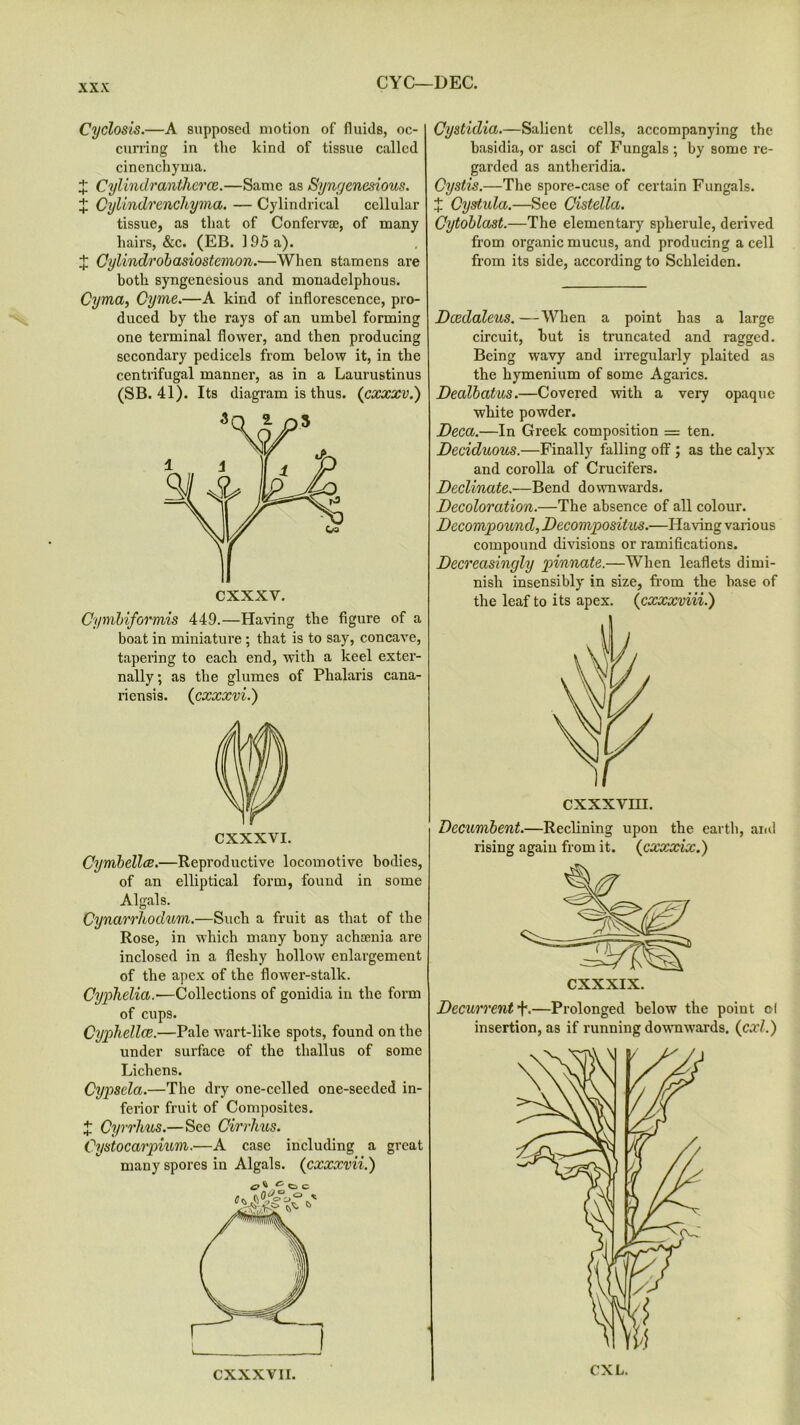 CYC—DEC. Cyclosis.—A supposed motion of fluids, oc- curring in the kind of tissue called cinenchyma. X Cylindr anther ce.—Same as Syngenesious. X Cylindr encliyma. — Cylindrical cellular tissue, as that of Conferva?, of many hairs, &c. (EB. 195 a). X Cylindrobasiostemon.—When stamens are both syngenesious and monadelphous. Cyma, Cyme.—A kind of inflorescence, pro- duced by the rays of an umbel forming one terminal flower, and then producing secondary pedicels from below it, in the centrifugal manner, as in a Laurustinus (SB. 41). Its diagram is thus. (cxxxv.) Cymbiformis 449.—Having the figure of a boat in miniature ; that is to say, concave, tapering to each end, with a keel exter- nally; as the glumes of Phalaris cana- riensis. (cxxxvi.) CXXXVI. Cymbellce.—Reproductive locomotive bodies, of an elliptical form, found in some Algals. Cynarrhodum.—Such a fruit as that of the Rose, in which many bony achacmia are inclosed in a fleshy hollow enlargement of the apex of the flower-stalk. Cyphelia.-—Collections of gonidia in the form of cups. Cyphellce.—Pale wart-like spots, found on the under surface of the thallus of some Lichens. Cypscla.—The dry one-celled one-seeded in- ferior fruit of Composites. X Cyrrlms.—See Cirrlius. Cystocarpium.—A case including a great many spores in Algals. (cxxxvii.) CXXXVII. Cystulia.—Salient cells, accompanying the basidia, or asci of Fungals ; by some re- garded as antheridia. Cystis.—The spore-case of certain Fungals. X, Cystida.—See Cistella. Cytoblast.—The elementary spherule, derived from organic mucus, and producing a cell from its side, according to Schleiden. JDcedaleus. —When a point has a large circuit, but is truncated and ragged. Being wavy and irregularly plaited as the hymenium of some Agarics. Dealbatus.—Covered with a very opaque white powder. Deca.—In Greek composition = ten. Deciduous.—Finally falling off ; as the calyx and corolla of Crucifers. Declinate.—Bend downwards. Decoloration.—The absence of all colour. Decompound, Decompositus.—Having various compound divisions or ramifications. Decreasingly pinnate.—When leaflets dimi- nish insensibly in size, from tbe base of the leaf to its apex. (cxxxviii.) cxxxvm. Decumbent.—Reclining upon the earth, arid rising again from it. (cxxxix.) Decurrent +.—Prolonged below the point cl insertion, as if running downwards. (cxl.)