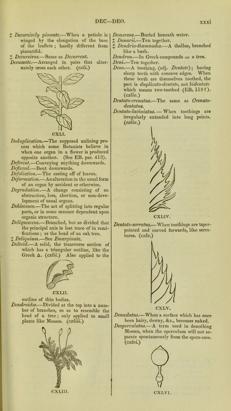 DEC—DEO. X Decursivcly pinnate.—When a petiole is winged by the elongation of the base of the leaflets ; hardly different from pinnatifid. X Dec urs ivus.—Same as Decurrent. Decussate.—Arranged in pairs that alter- nately cross each other. (cxli.) Deduplication.—The supposed unlining pro- cess which some Botanists believe in when one organ in a flower is produced opposite another. (See EB. par. 413). Deferent.—Conveying anything downwards. Deflexed.—Bent downwards. Defoliation.—The casting off of leaves. Deformation.—An alteration in the usual form of an organ by accident or otherwise. Degradation.—A change consisting of an abstraction, loss, abortion, or non-deve- lopment of usual organs. Dehiscence.—The act of splitting into regular parts, or in some manner dependent upon organic structure. Deliquescens.—Branched, but so divided that the principal axis is lost trace of in rami- fications ; as the head of an oak tree. X Deliquium.—See Emarginate. Deltoid.—A solid, the transverse section of which has a triangular outline, like the Greek A. (cxlii.) Also applied to the outline of thin bodies. Dendroides.—Divided at the top into a num- ber of branches, so as to resemble the head of a tree ; only applied to small plants like Mosses. (cxliii.) CXTAII. Dcmersus.—Buried beneath water. X Denarii.—Ten together. X Dcndrio-thamnodcs.—A thallus, branched like a bush. Dcndron.—In Greek compounds = a tree. Deni.—Ten together. Dens.—A toothing, (adj. Dentate) ; having sharp teeth with concave edges. When these teeth are themselves toothed, the part is duplicato-dentate, not bidentate which means two-toothed (EB. 119 f). (cxliv.) Dcntato-crenatus.—The same as Crenato- dentatus. Dcntato-laciniatus. — When toothings are irregularly extended into long points. {cxliv.) Dentato-serratus.—When toothings are taper- pointed and curved forwards, like serra- tures. {cxlv.) Denudatus.—When a surface which has once been hairy, downy, &c., becomes naked. Deoperculatus.—A term used in describing Mosses, when the operculum will not se- parate spontaneously from the spore-case. (cxlvi.) CXL VI.